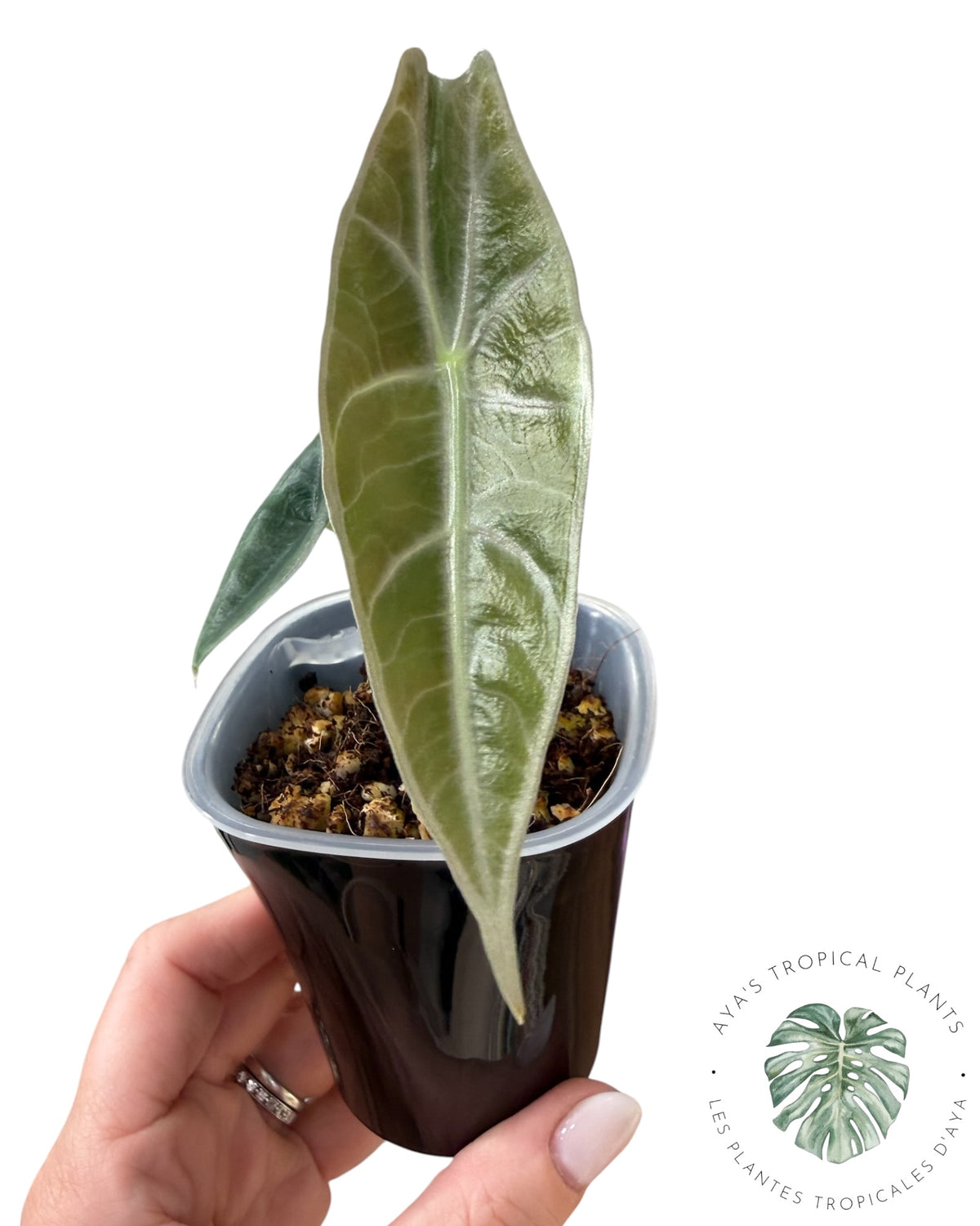 Alocasia Black Satun Pink Bone
