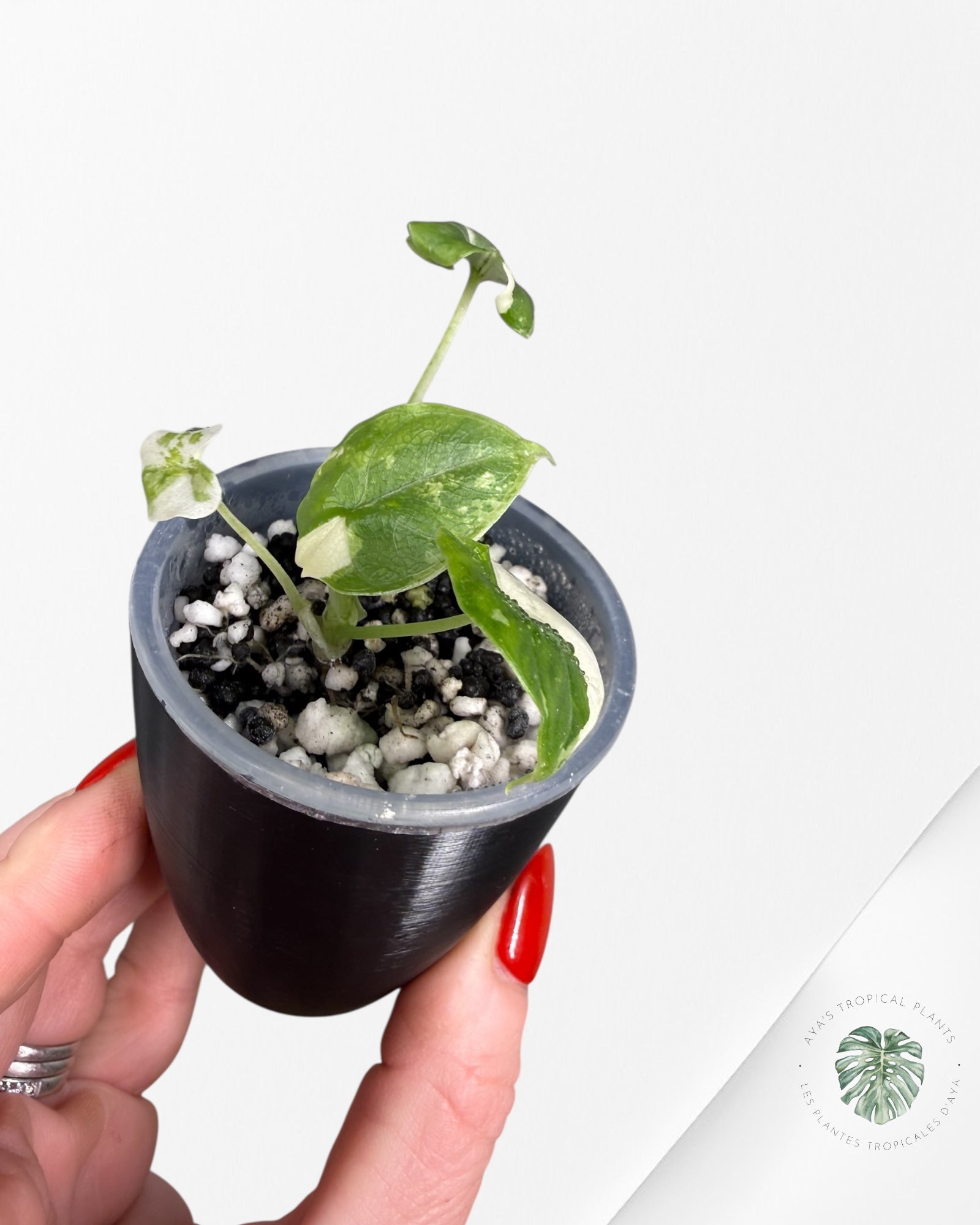 Alocasia Melo Albo Variegated