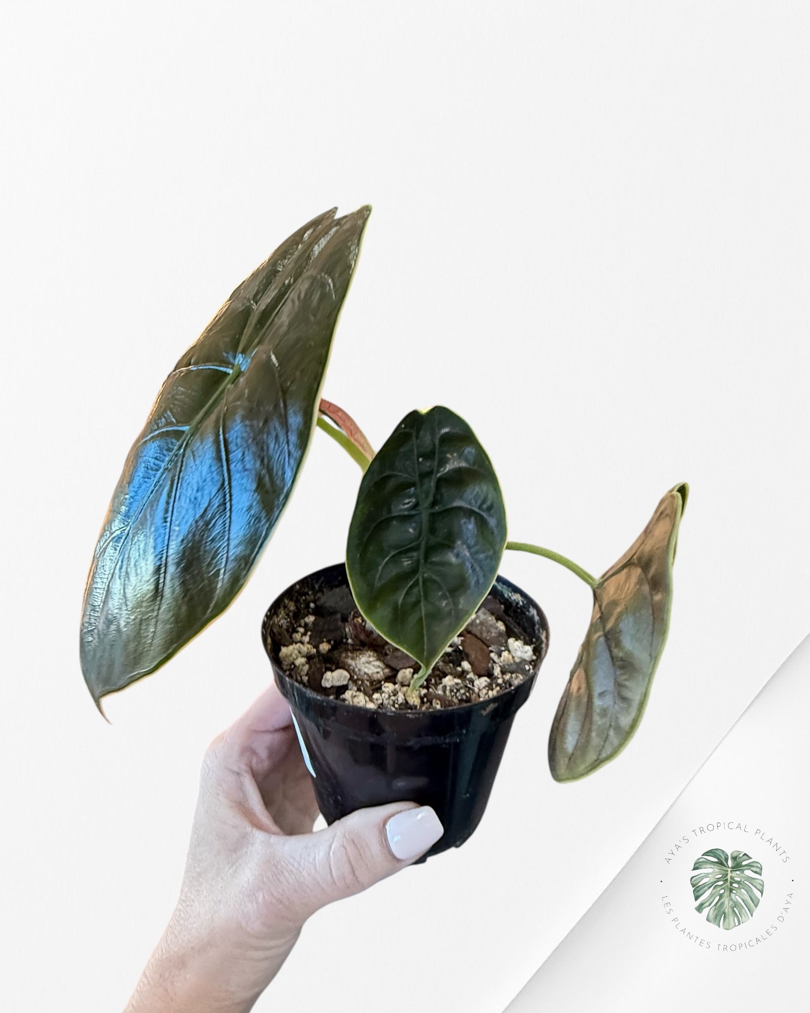 Alocasia azlanii - 200