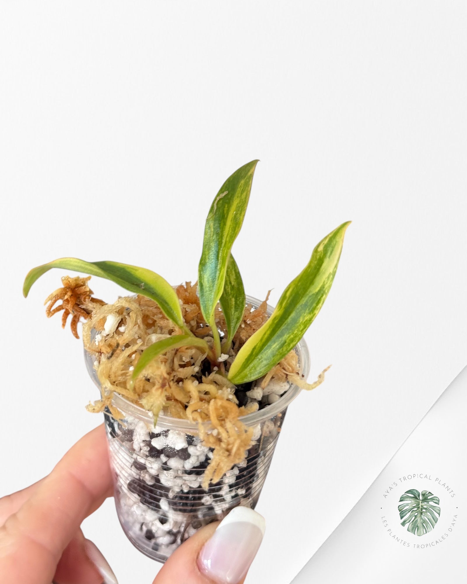 Philodendron Caramel Marble-LU4