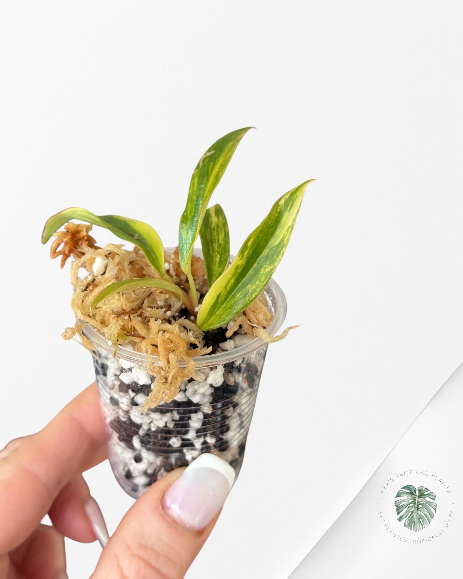 Philodendron Caramel Marble-LU4