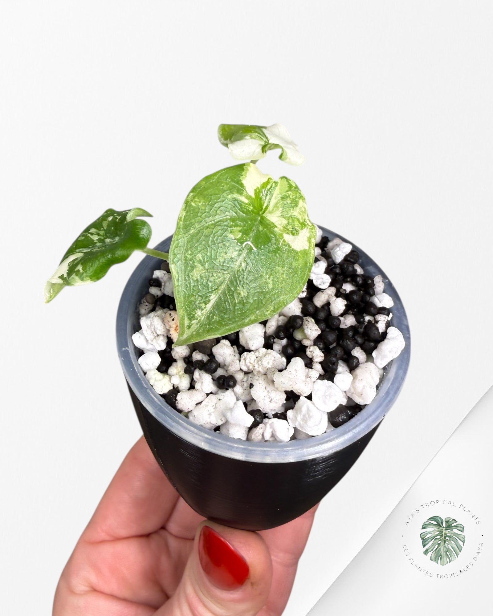 Alocasia Melo Albo Variegated