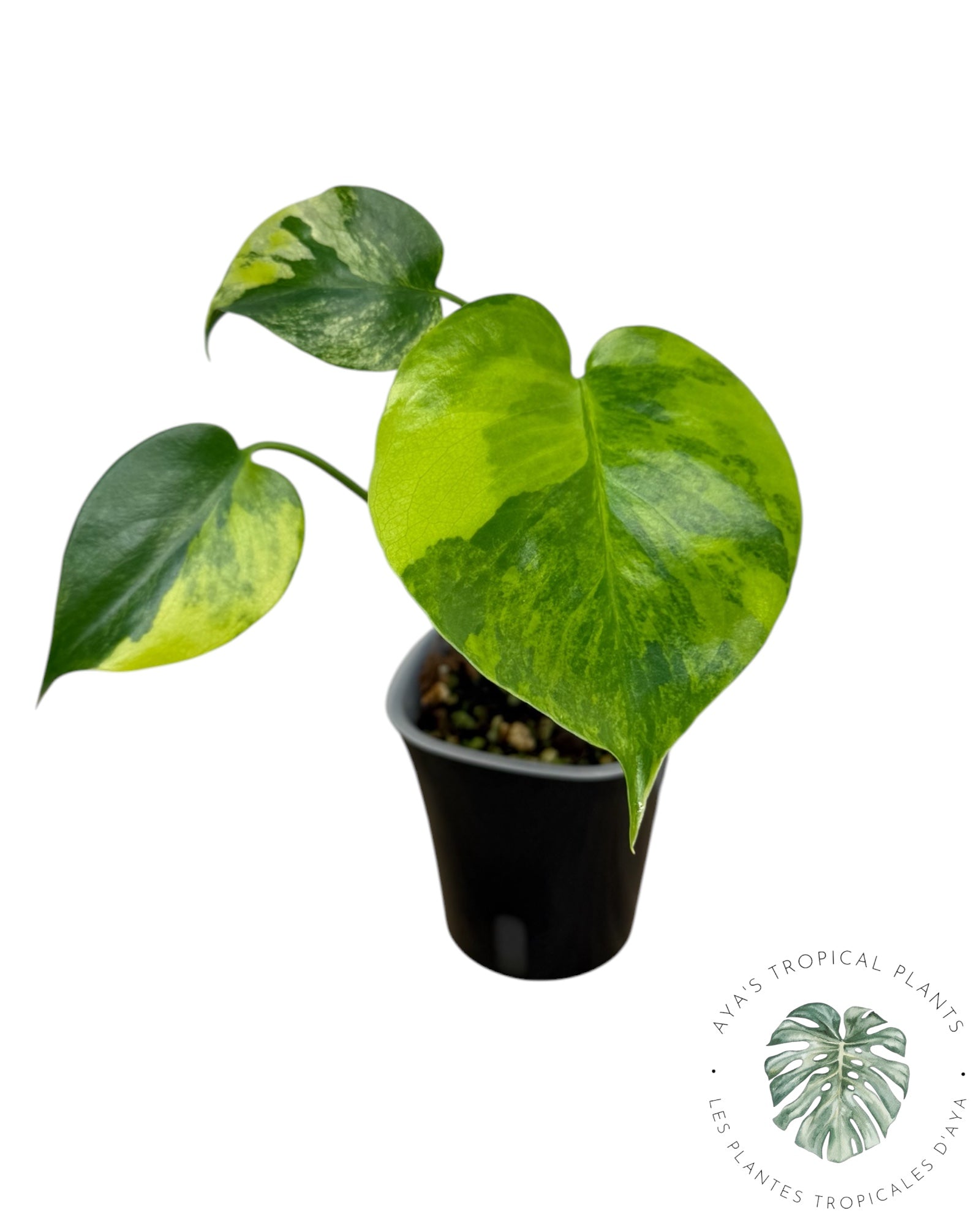 Monstera Aurea Variegated