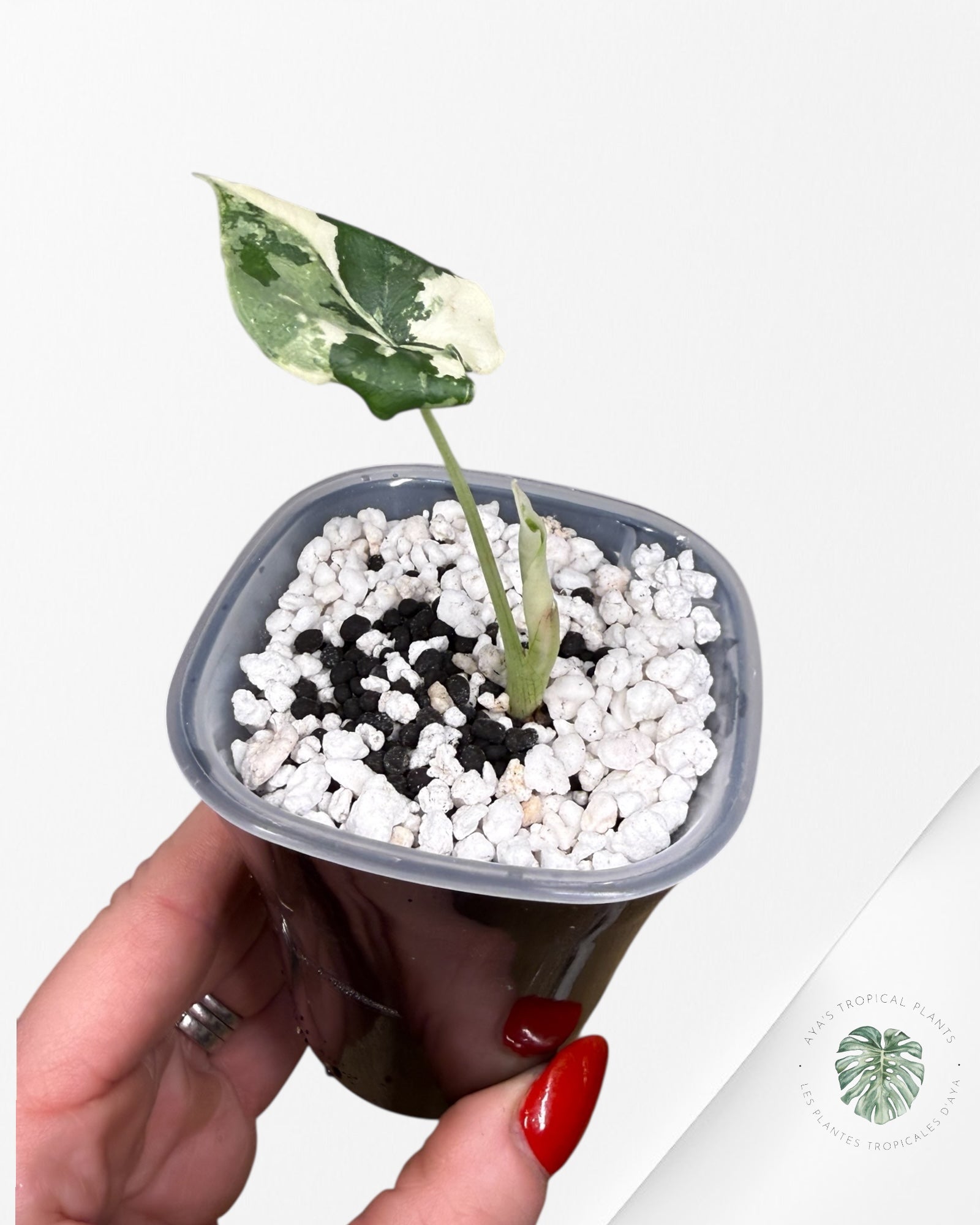 Alocasia Melo Albo Variegated