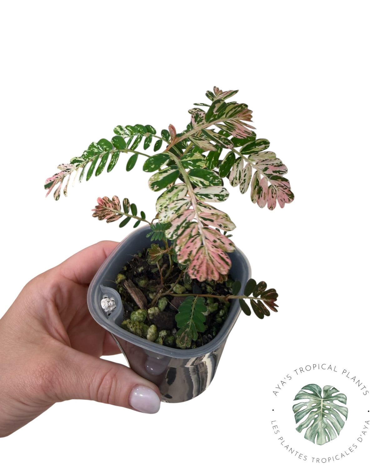 Phyllanthus urinaria 'Pink Variegated