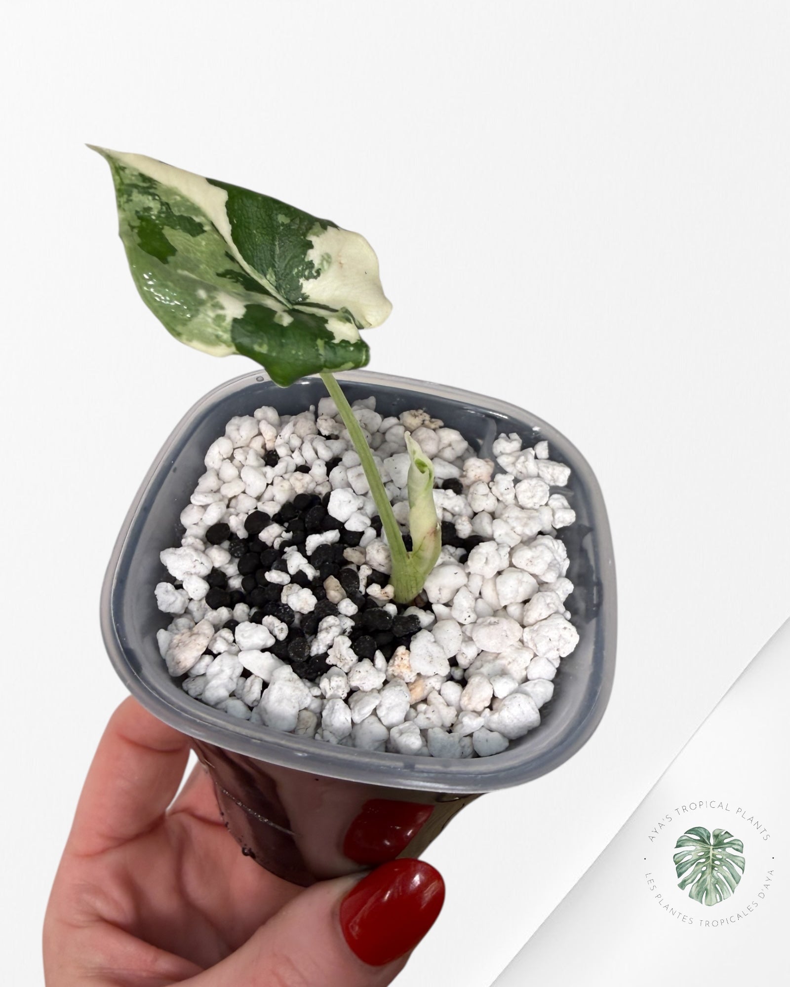 Alocasia Melo Albo Variegated