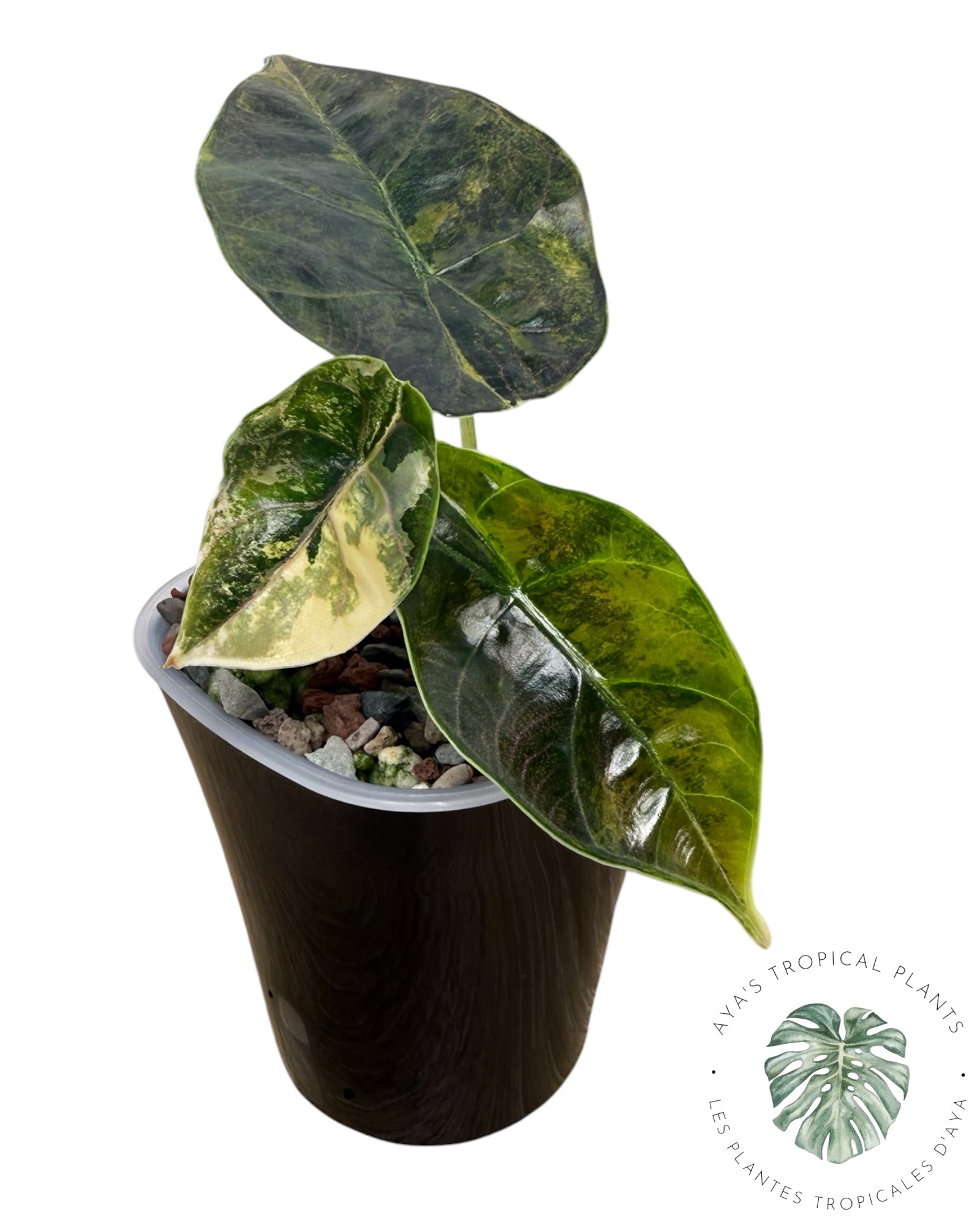 Alocasia Azlanii Aurea panaché