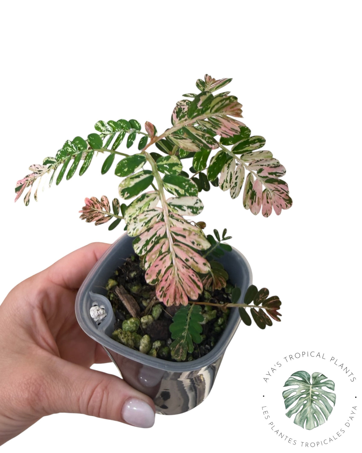 Phyllanthus urinaria 'Pink Variegated