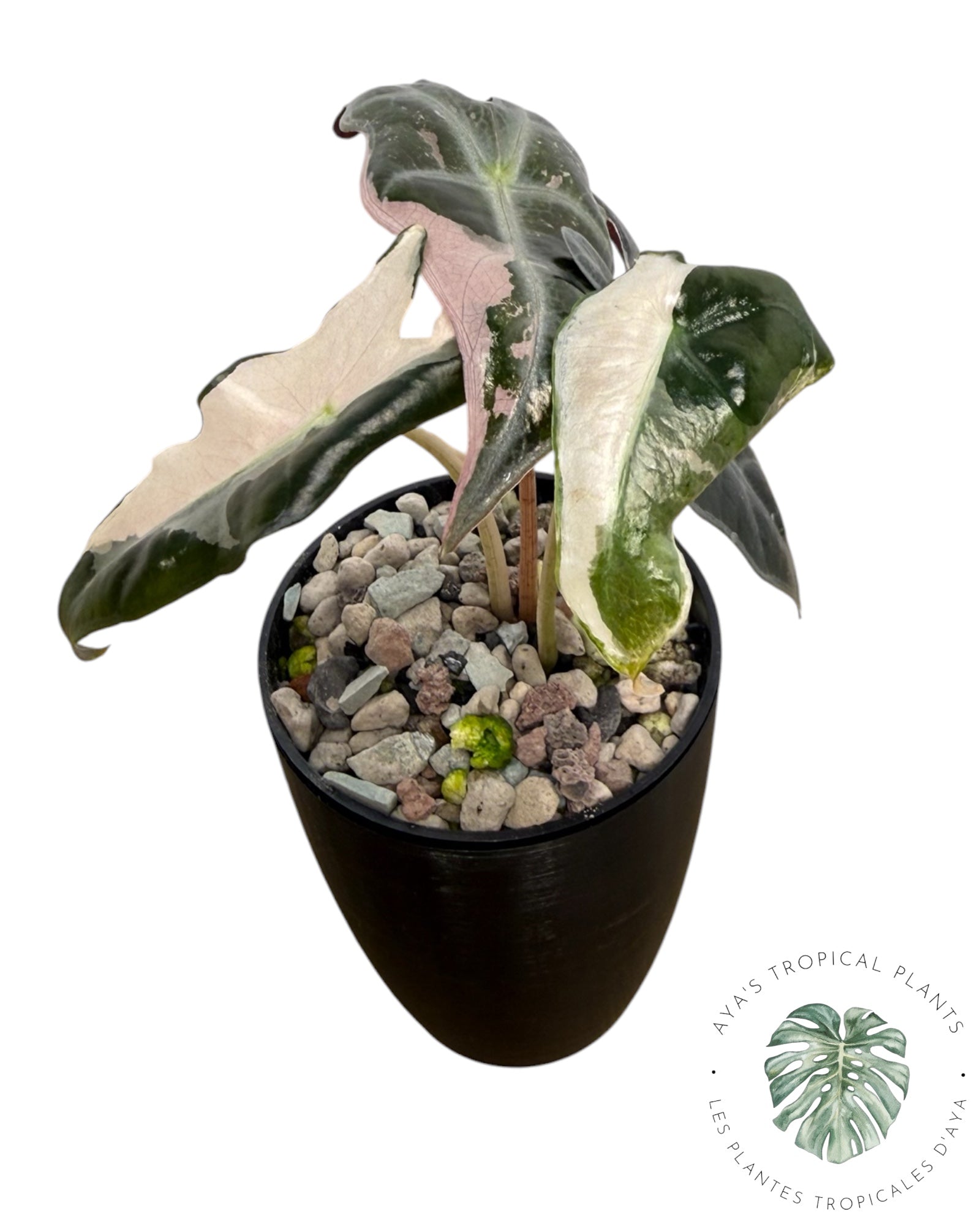 Alocasia Nobilis Pink Variegated