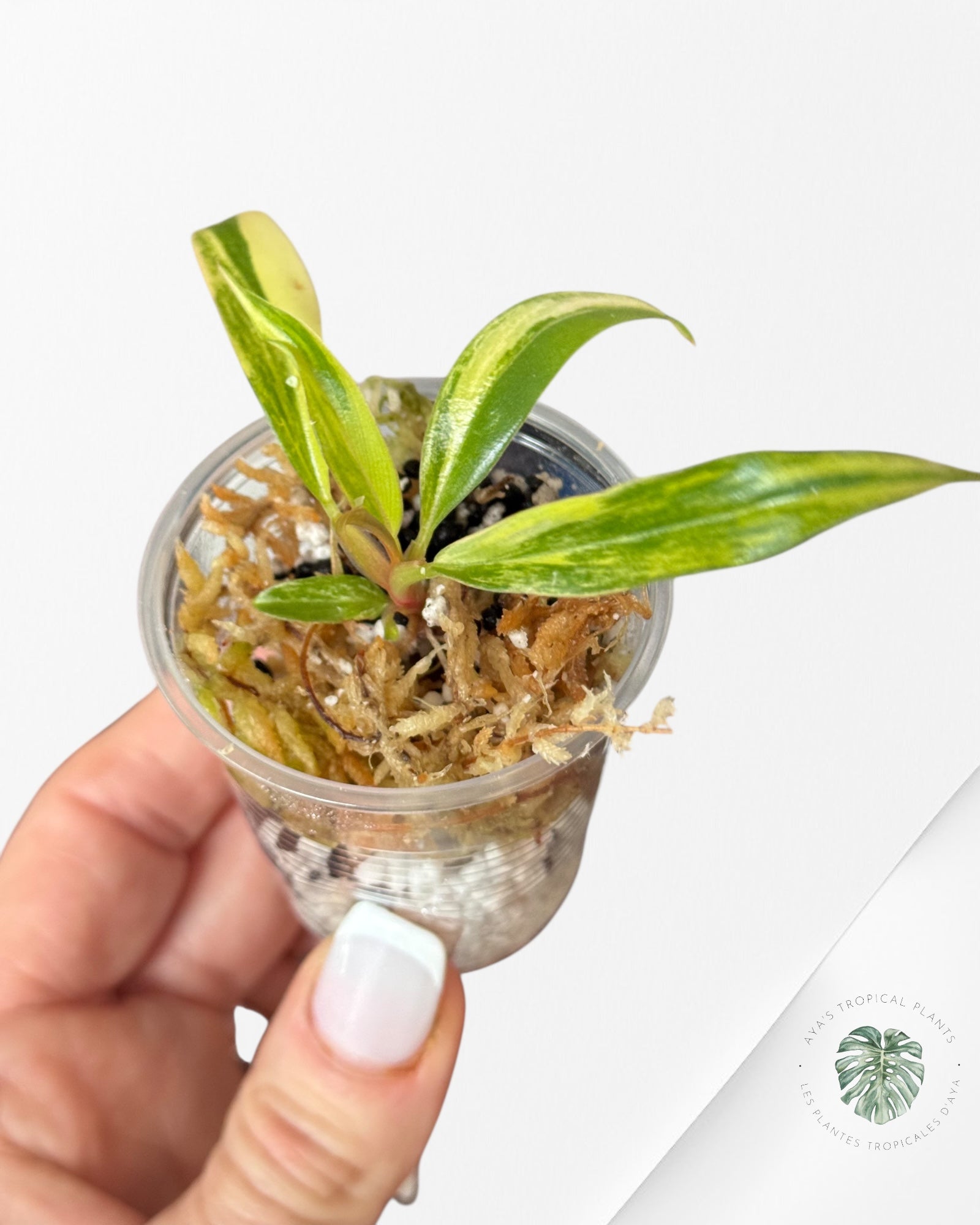 Philodendron Caramel Marble-LU5