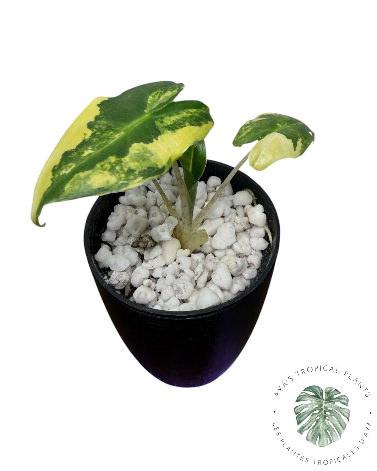Alocasia Sarian Aurea
