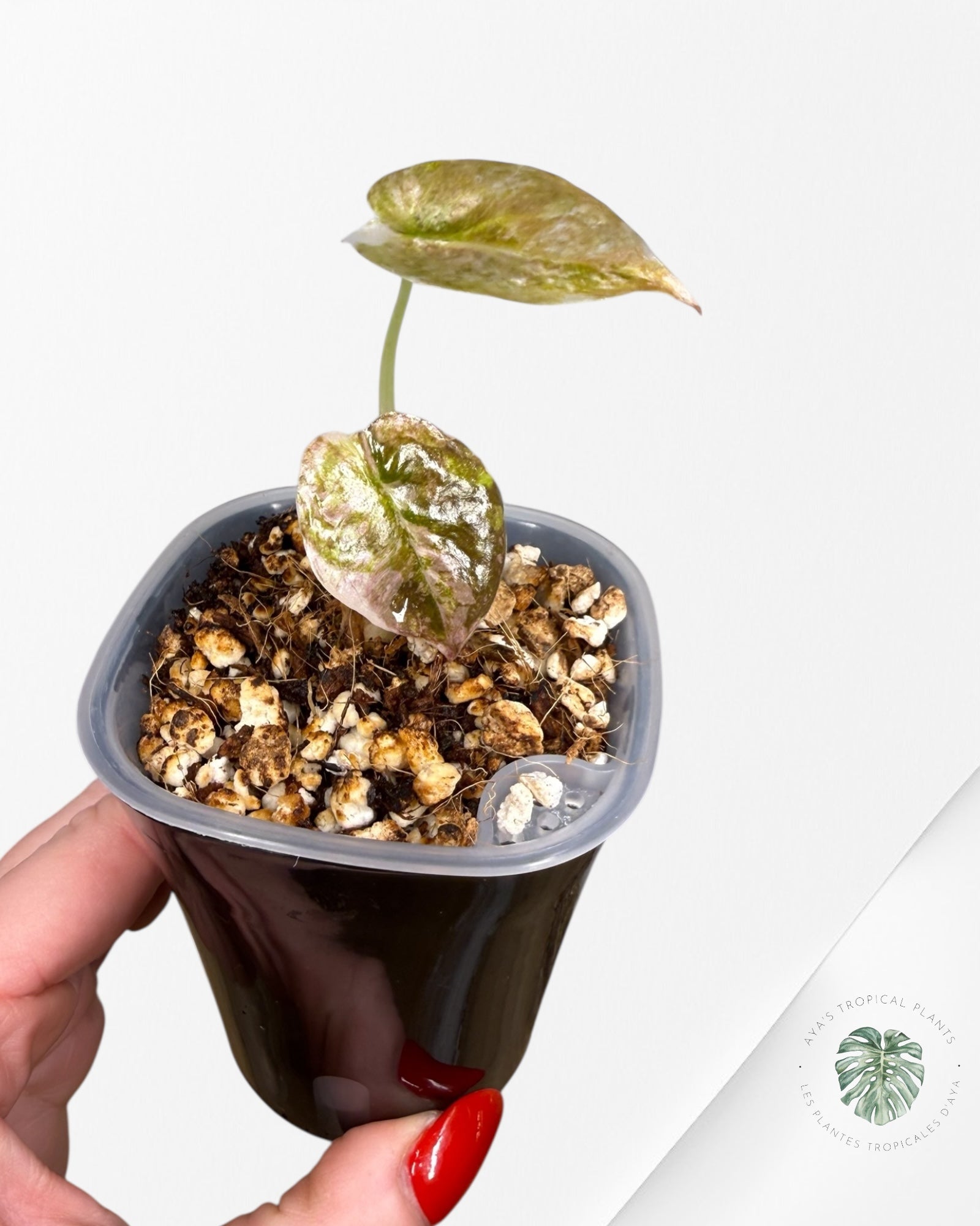 Alocasia Cuprea Albo|Pink Panached