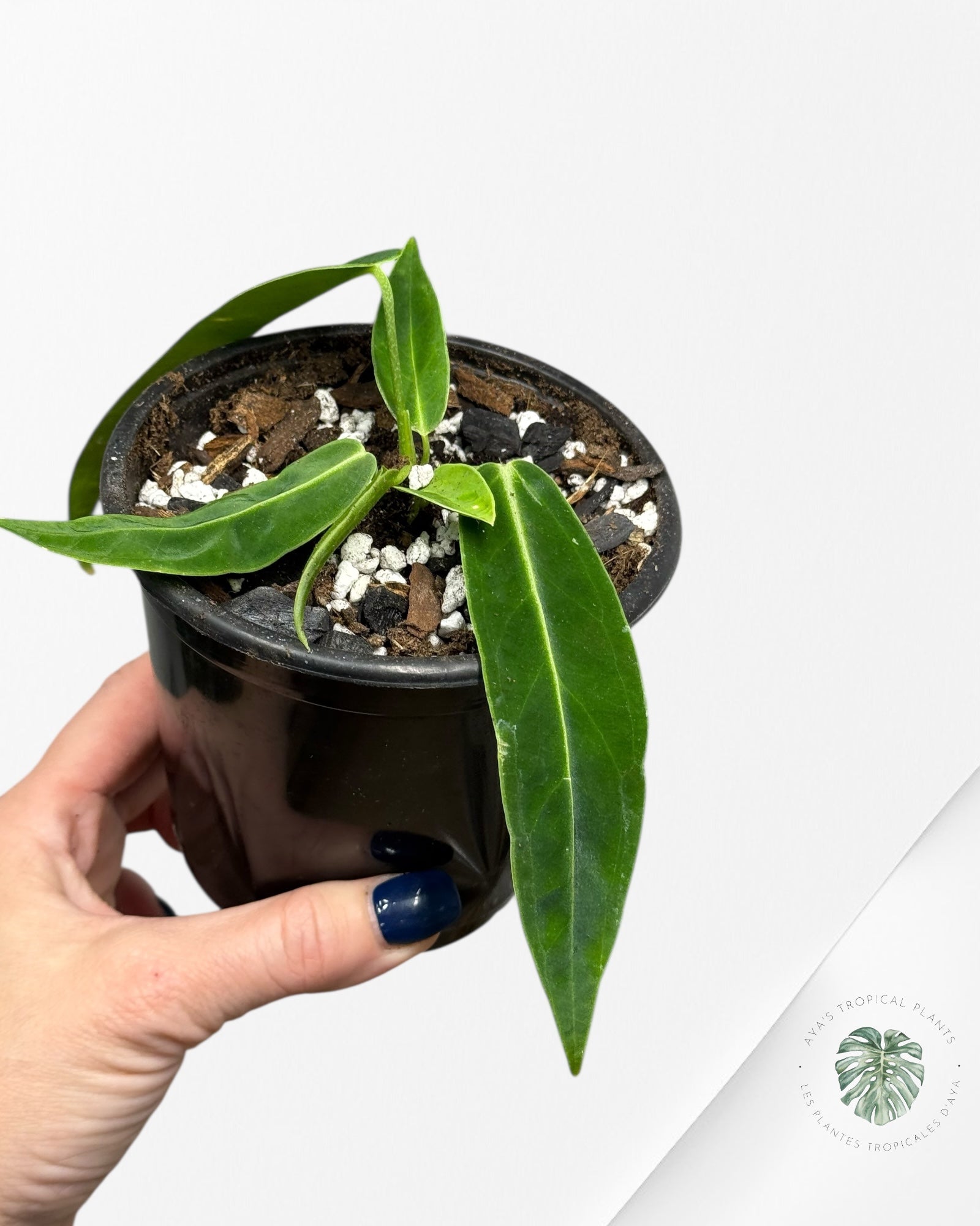 Anthurium Warocqueanum  |Rare Aroid| Aya's Tropical Plants