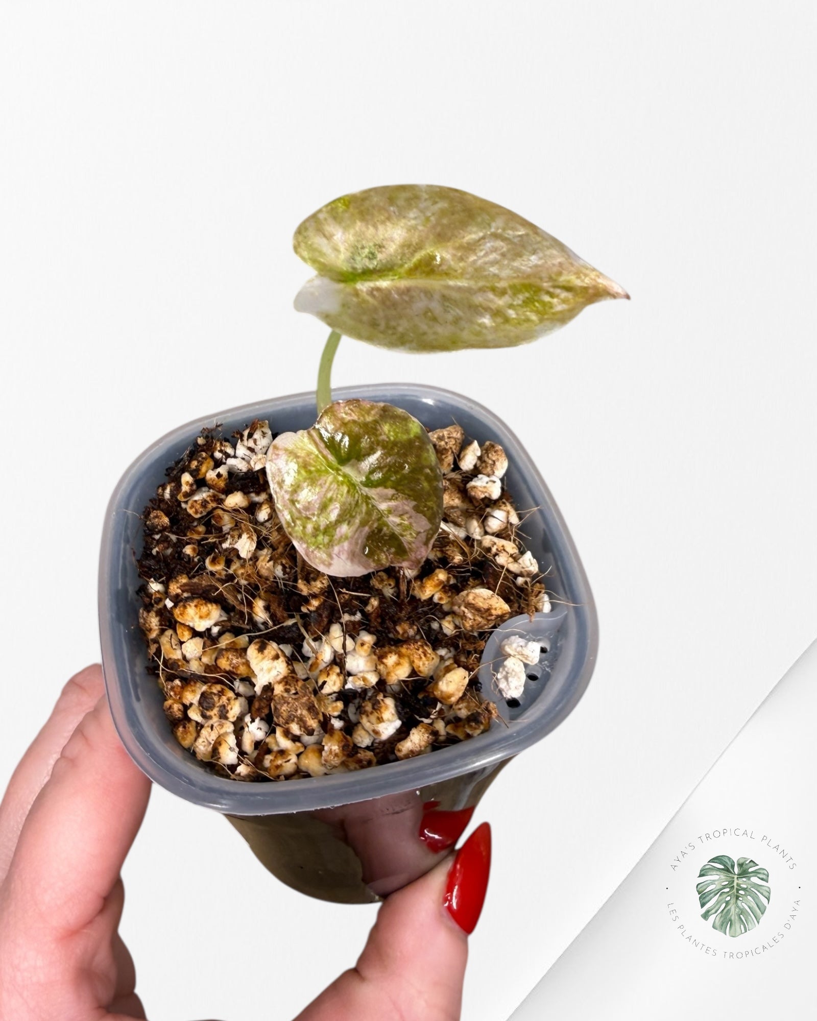 Alocasia Cuprea Albo|Pink Variegated