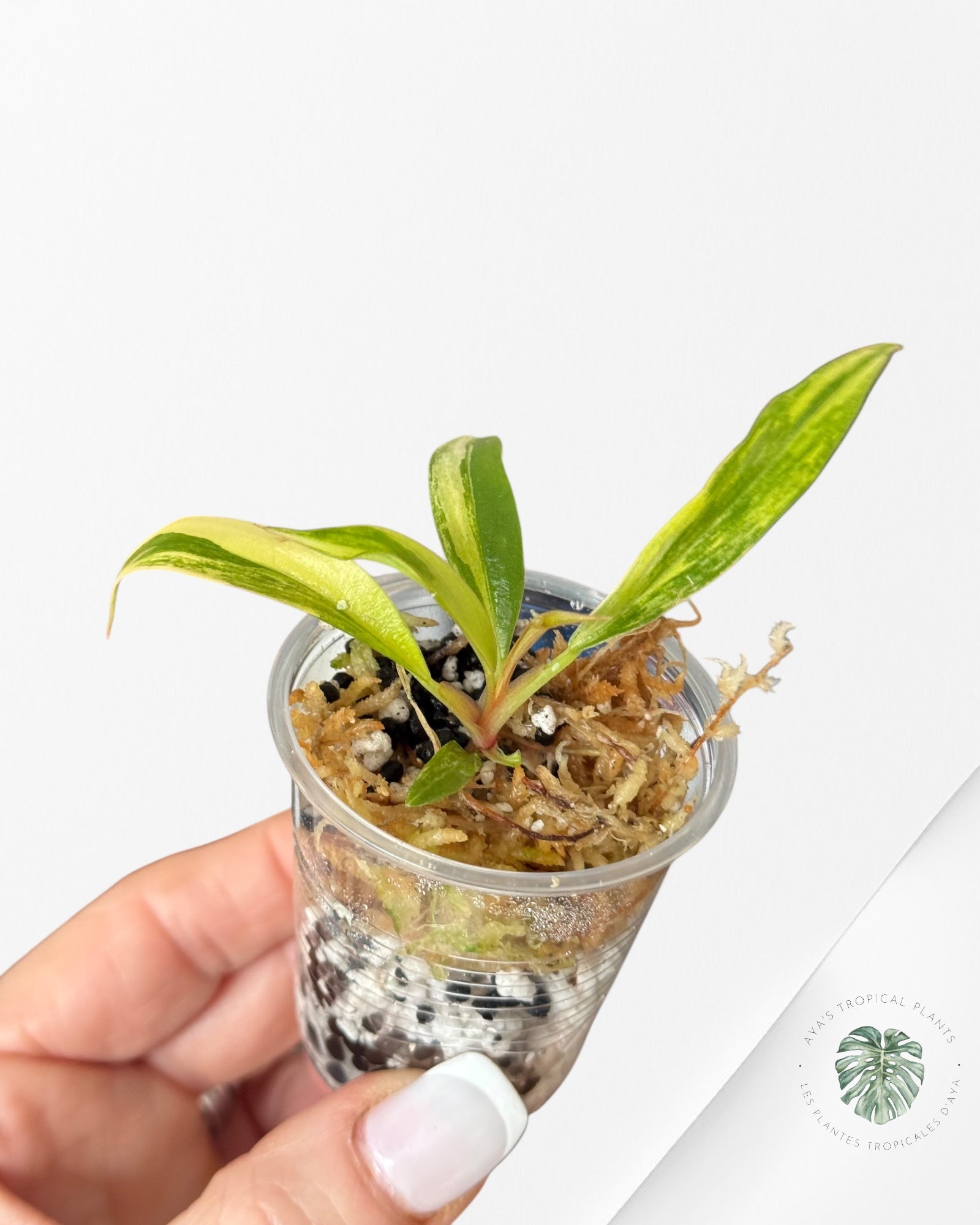 Philodendron Caramel Marble-LU5