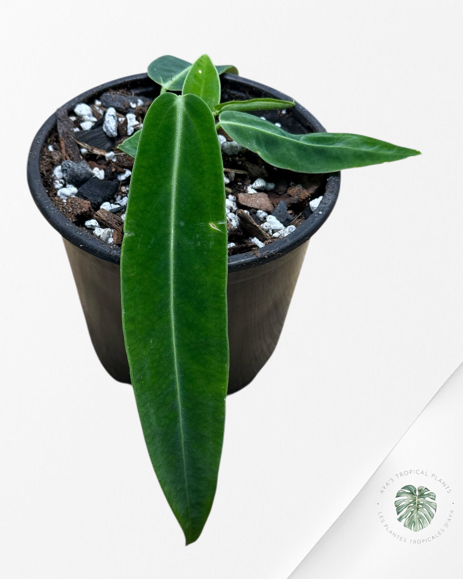 Anthurium Warocqueanum  |Rare Aroid| Aya's Tropical Plants