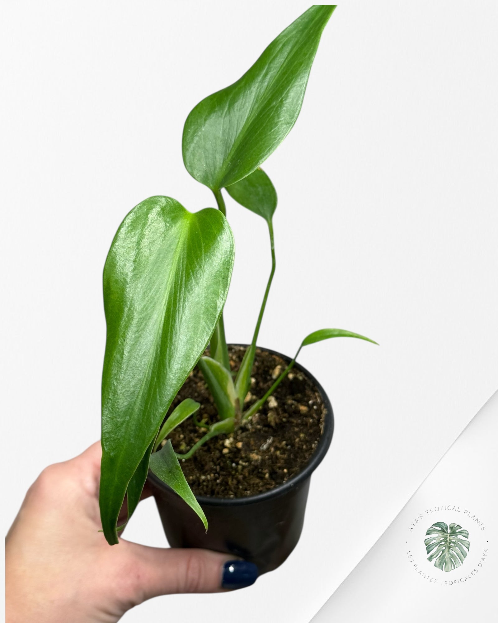 Monstera Burle Marx Flame | Rare Aroid | Aya’s tropical plants