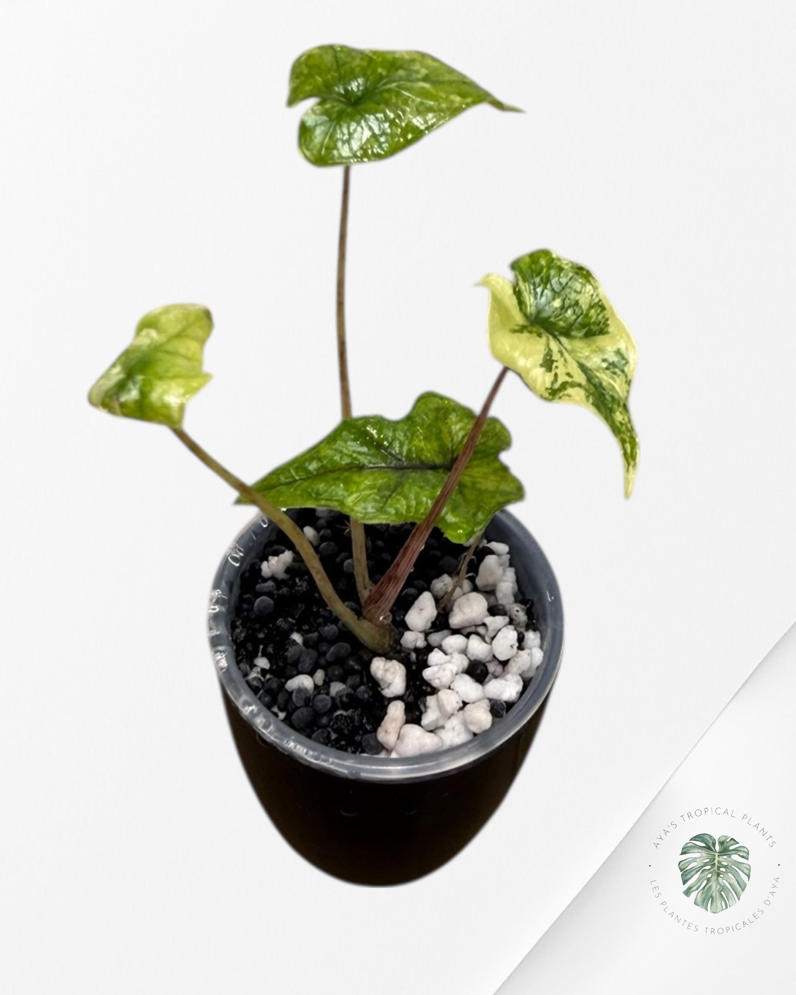 Alocasia Jacklyn Mystic Variegated