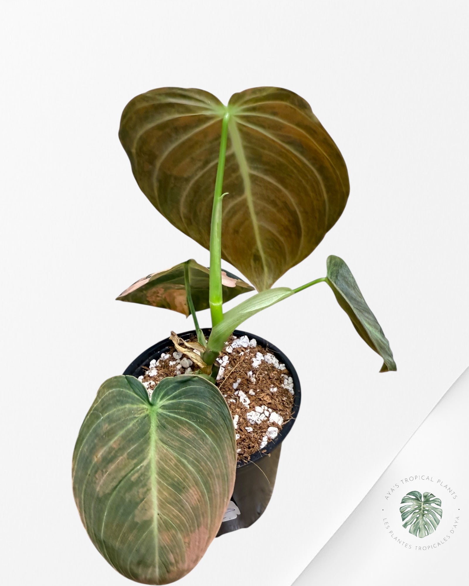 Philodendron Melanochrysum Orange (Bonfire) - T