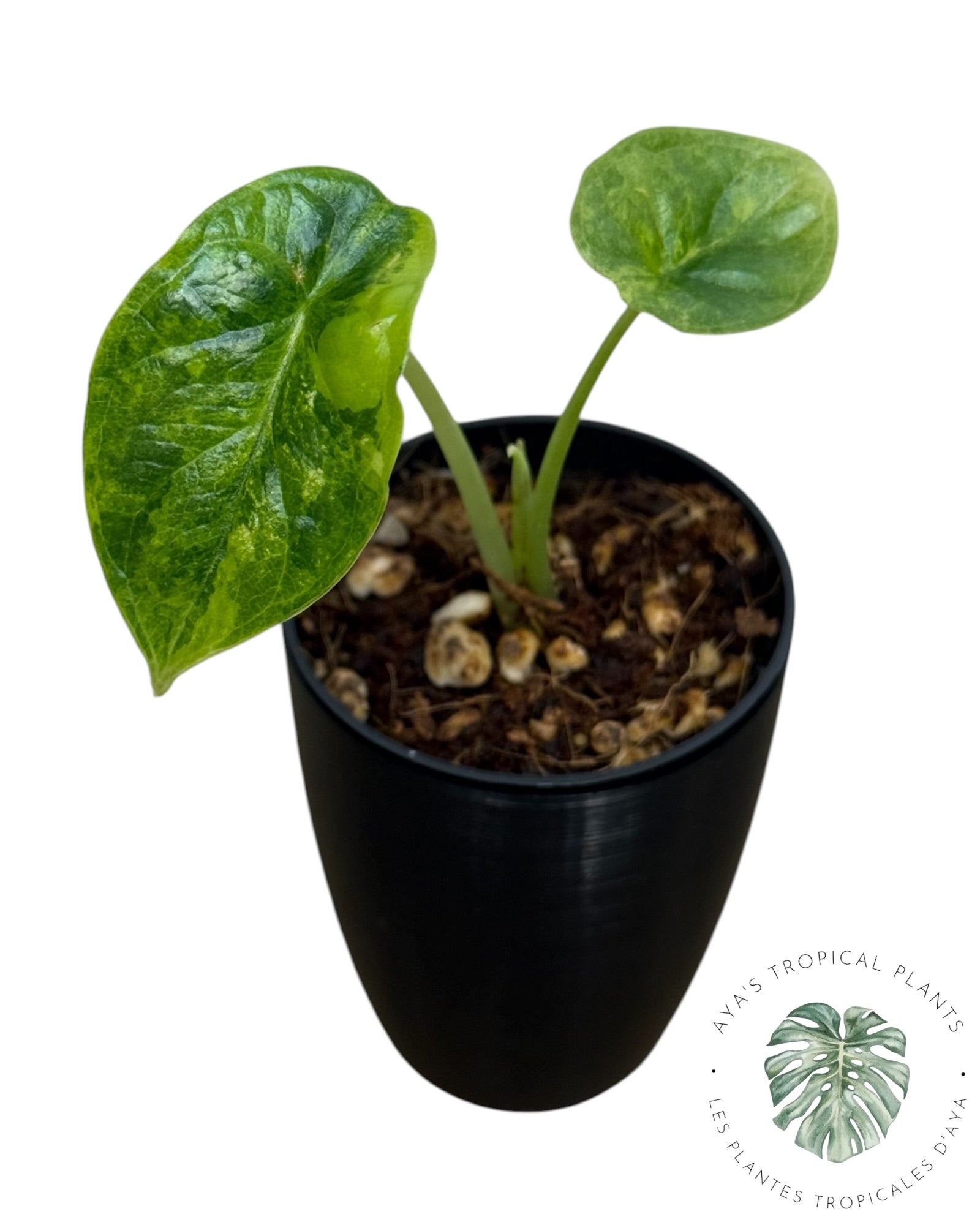 Alocasia Dragon Scale Aurea Variegated