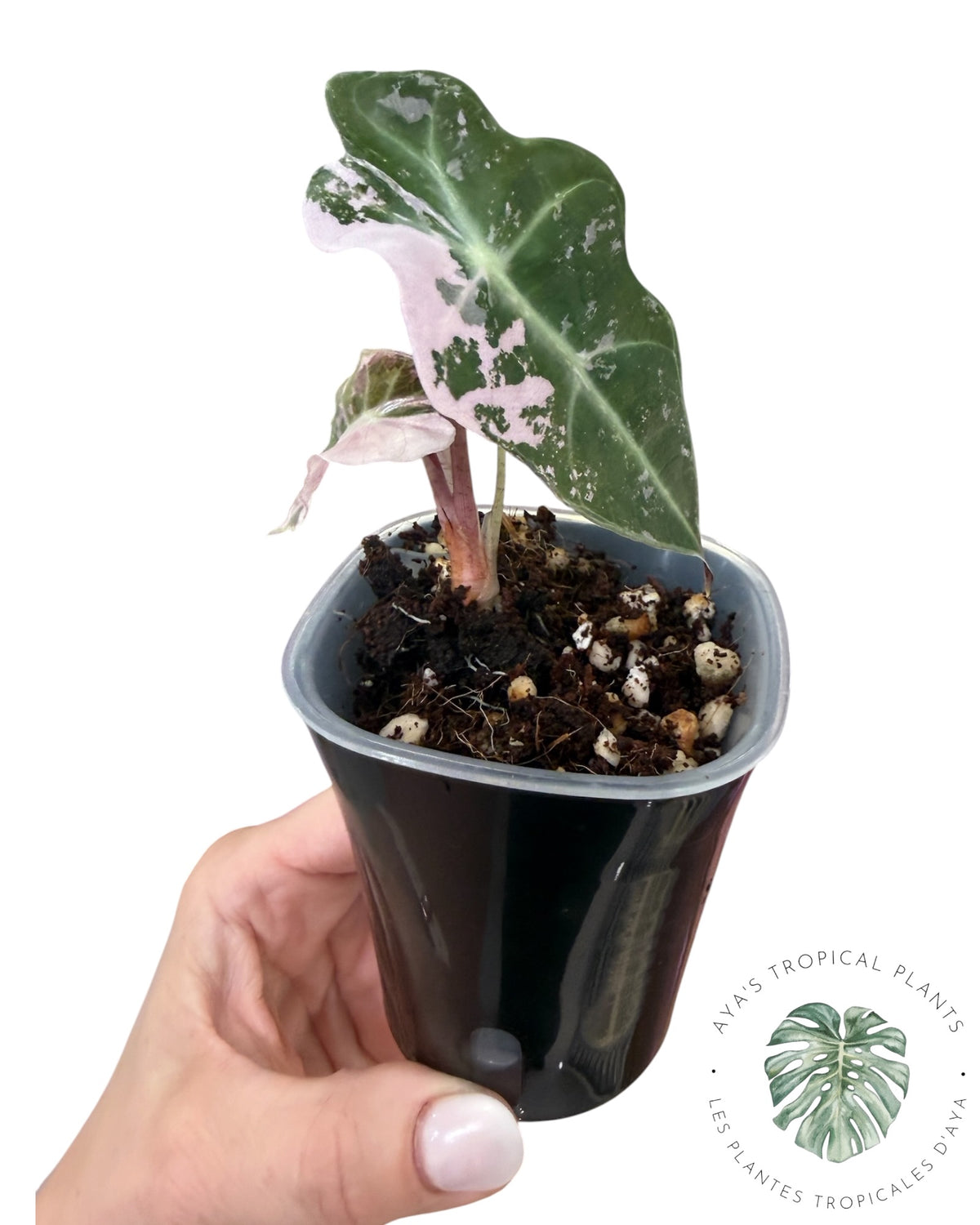 Alocasia Polly Pink Snowflake (Grade A)