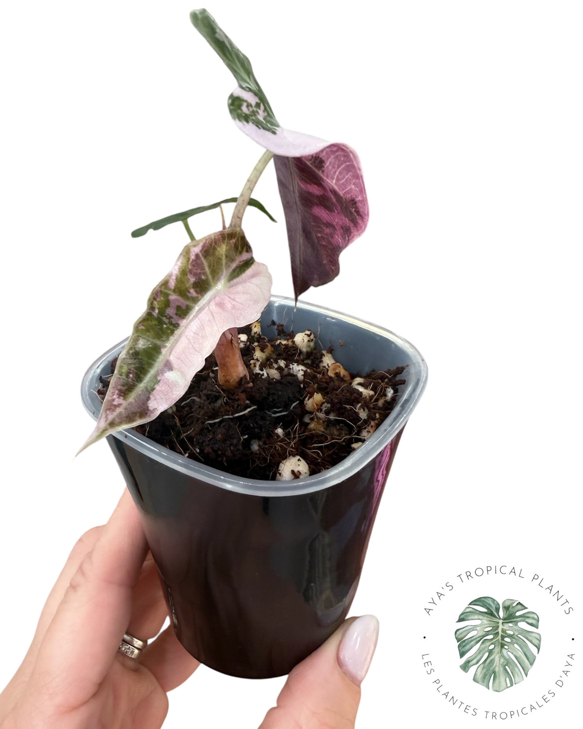 Alocasia Polly Pink Snowflake (Grade A)