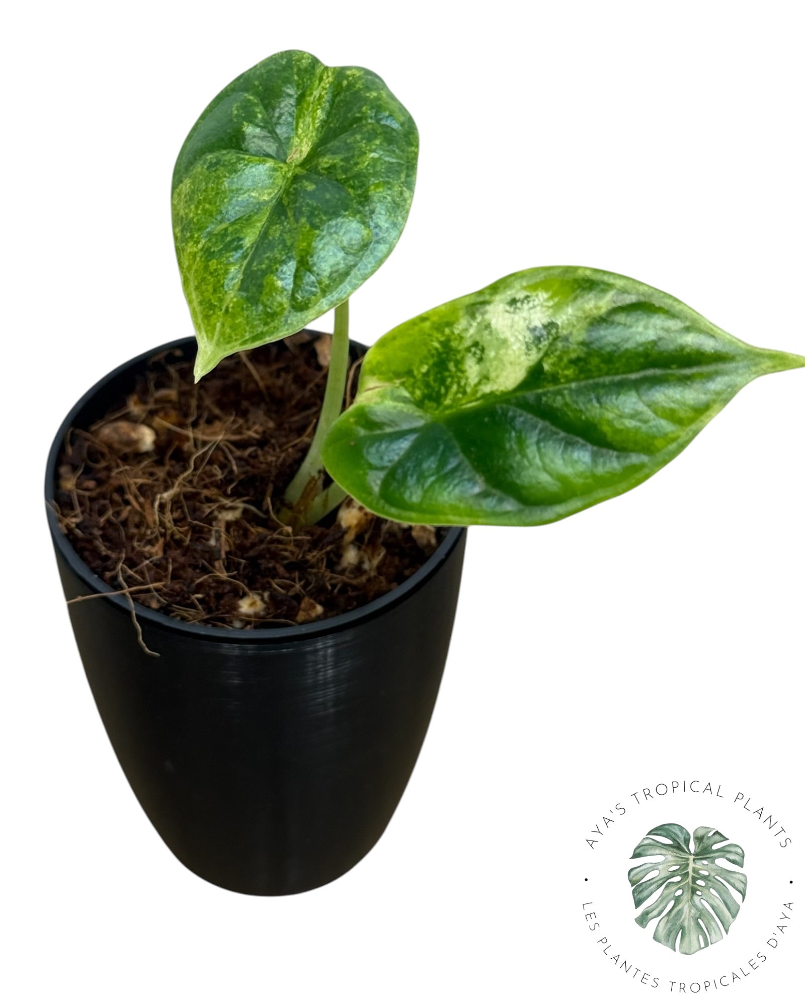 Alocasia Dragon Scale Aurea Variegated