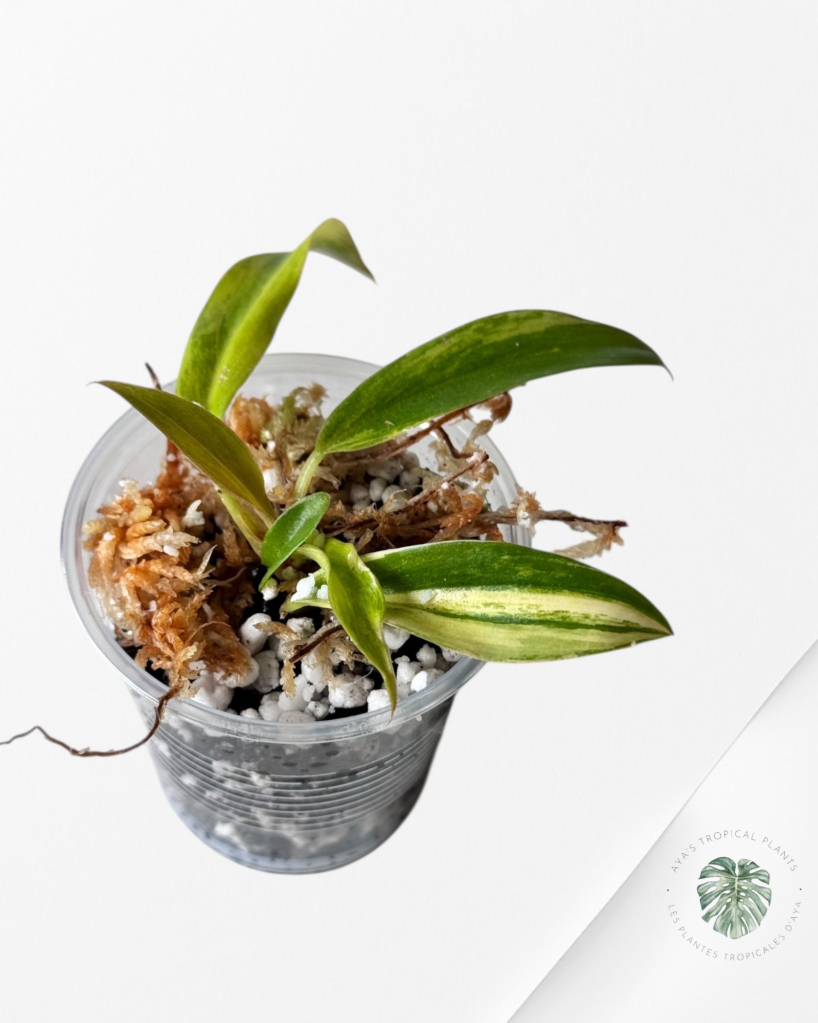 Philodendron Caramel Marble-LU6