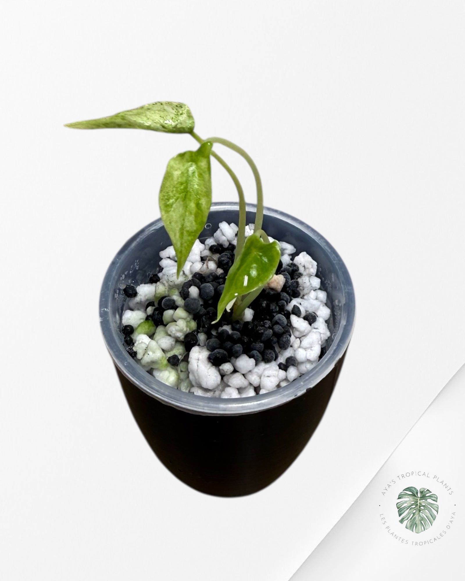 Alocasia Scalprum Albo Mint Variegated