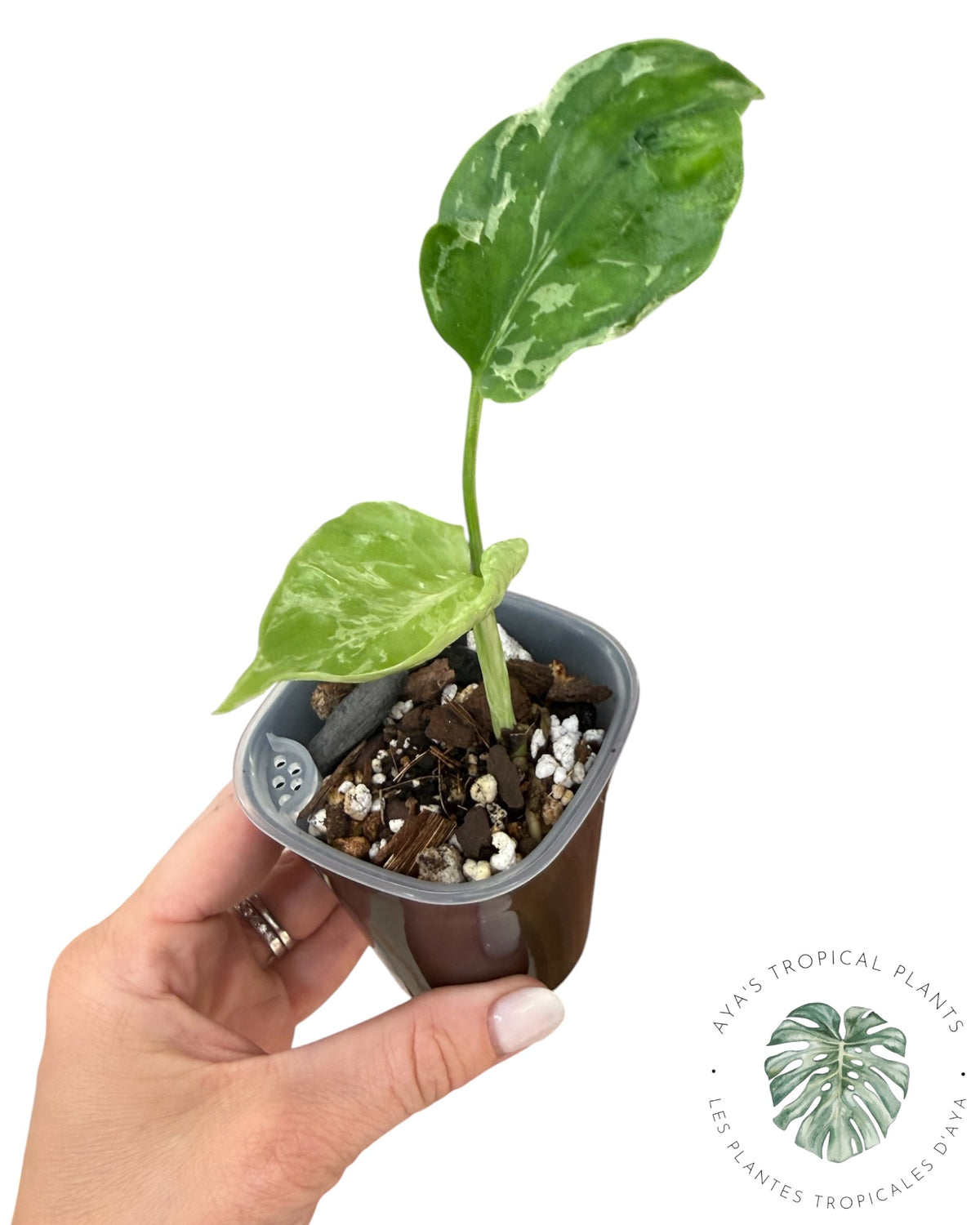 Monstera Deliciosa Bulbasaur