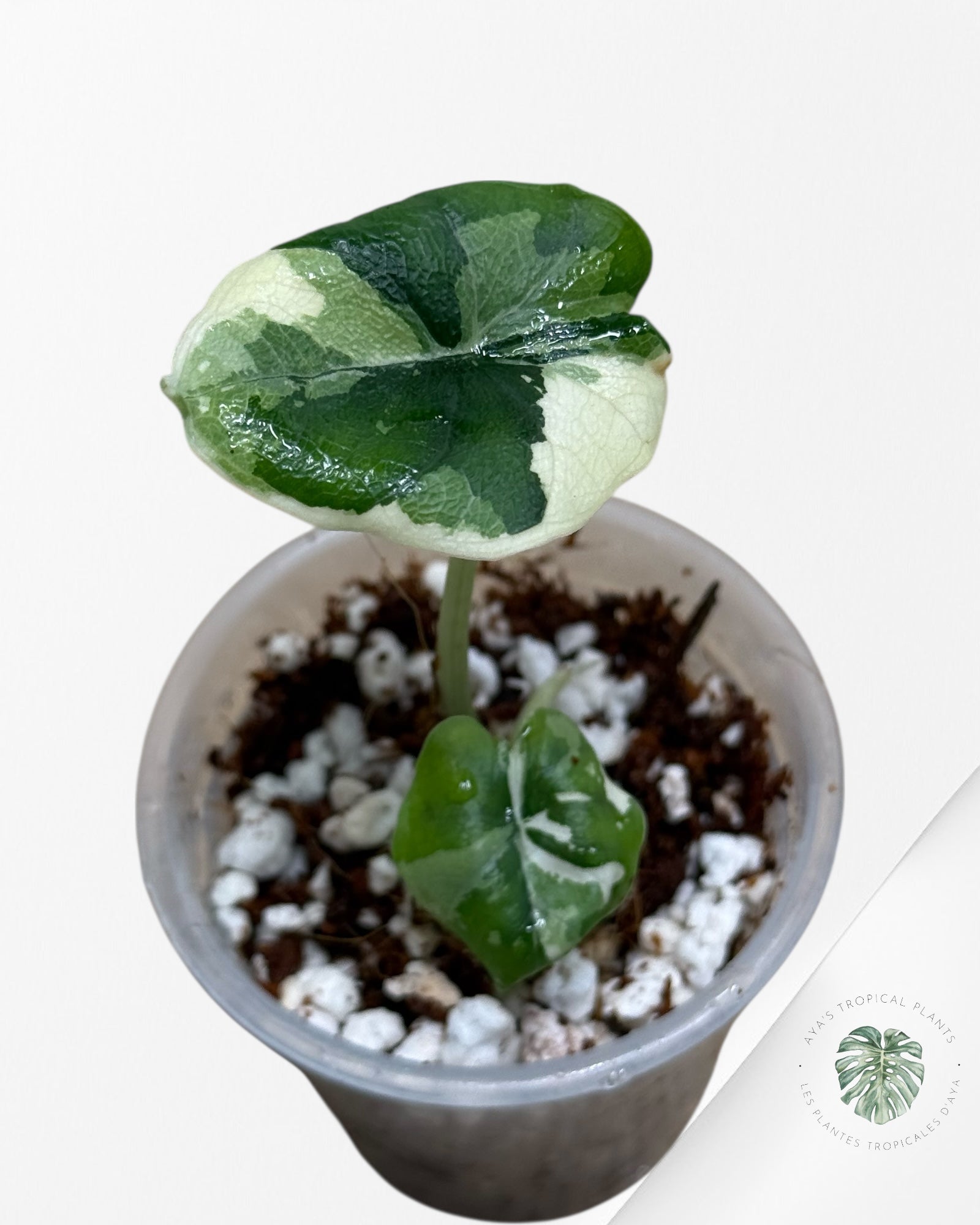Alocasia Melo Variegated Albo| Rare TC Plant| Aya's Tropical Plants