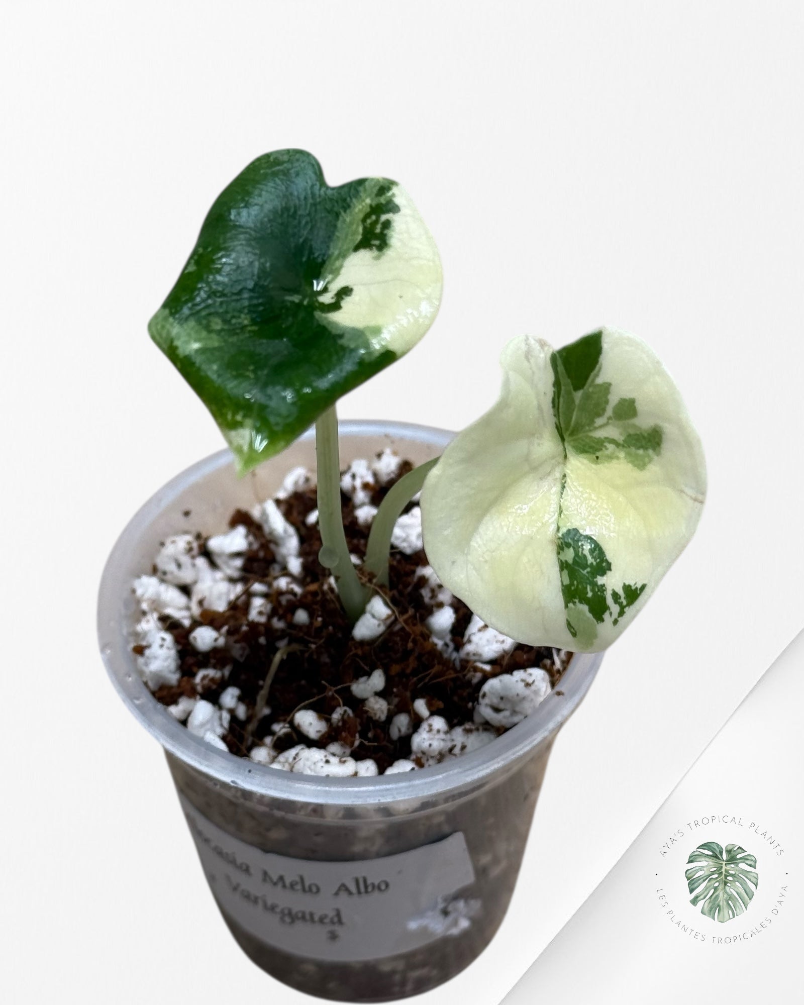 Alocasia Melo Variegated Albo| Rare TC Plant| Aya's Tropical Plants