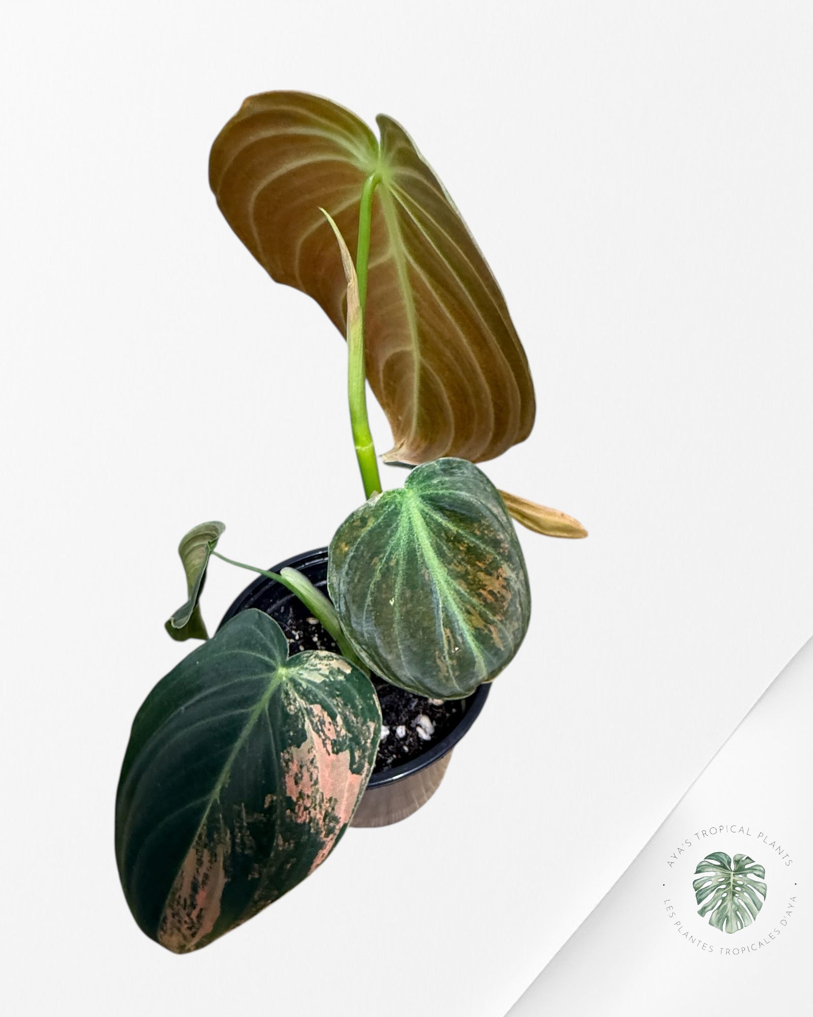 Philodendron Melanochrysum Orange (Bonfire)