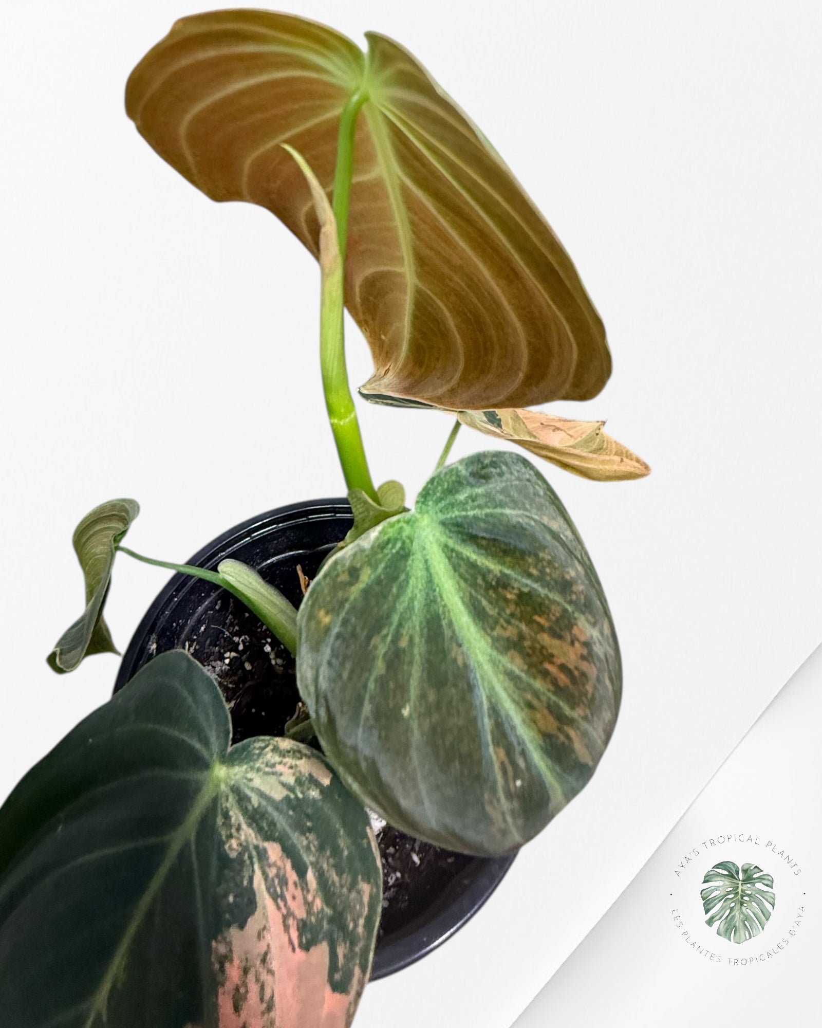 Philodendron Melanochrysum Orange (Bonfire)