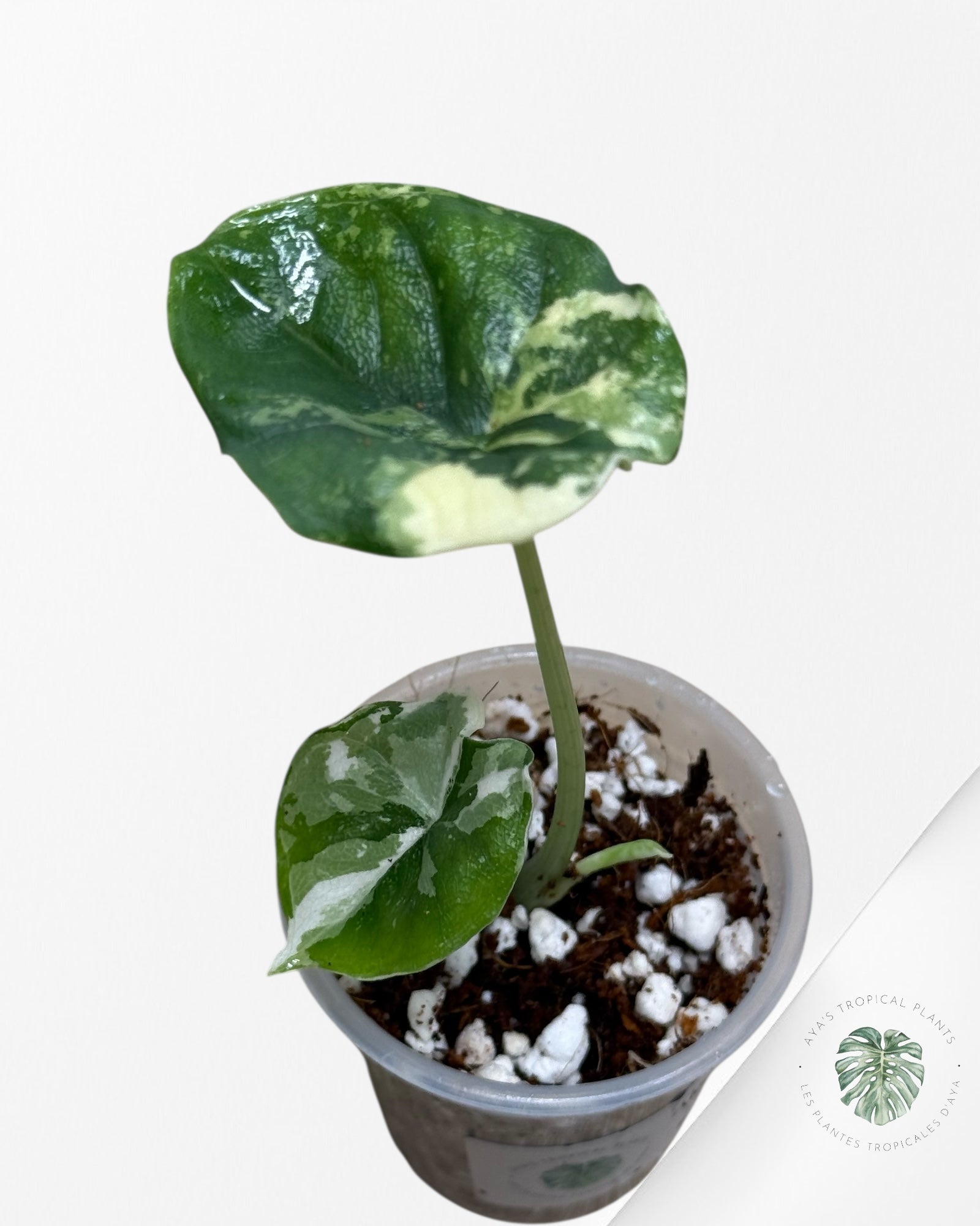 Alocasia Melo Variegated Albo| Rare TC Plant| Aya's Tropical Plants