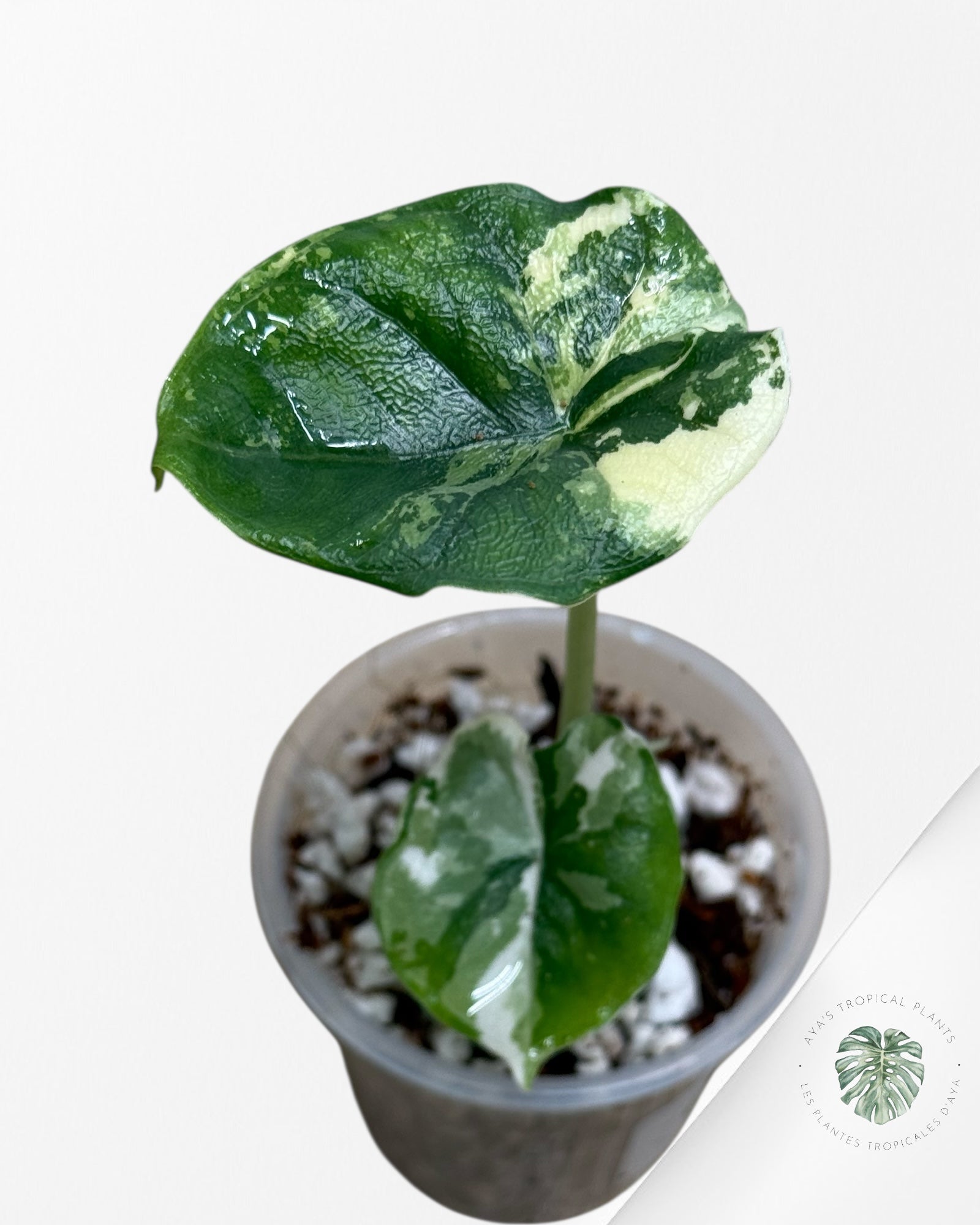 Alocasia Melo Variegated Albo| Rare TC Plant| Aya's Tropical Plants