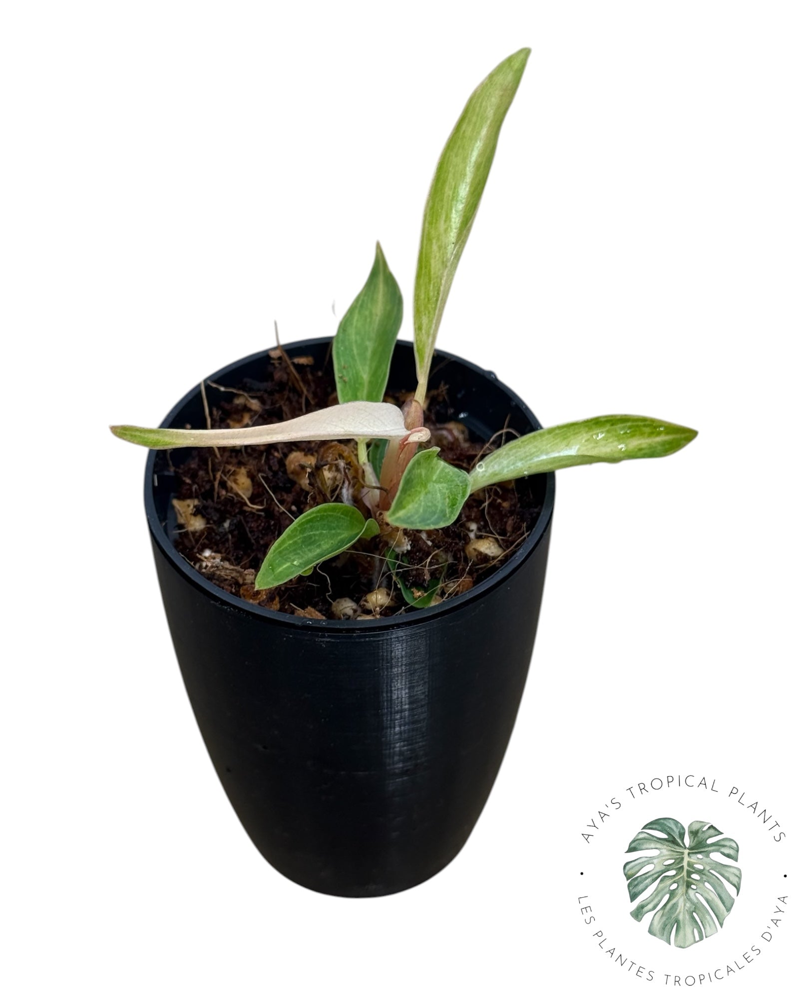 Philodendron Strawberry Caramel Variegated