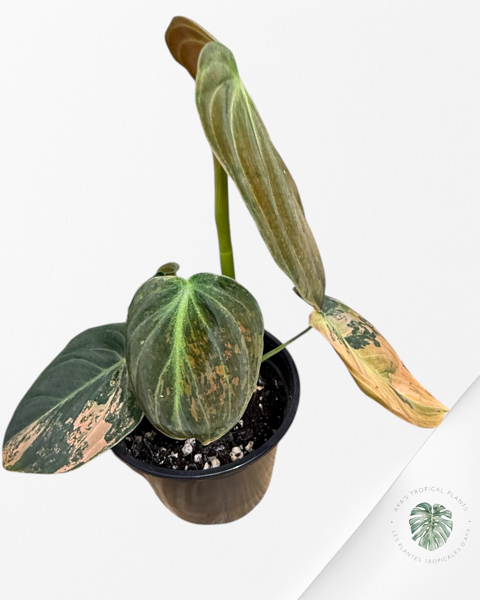 Philodendron Melanochrysum Orange (Bonfire)