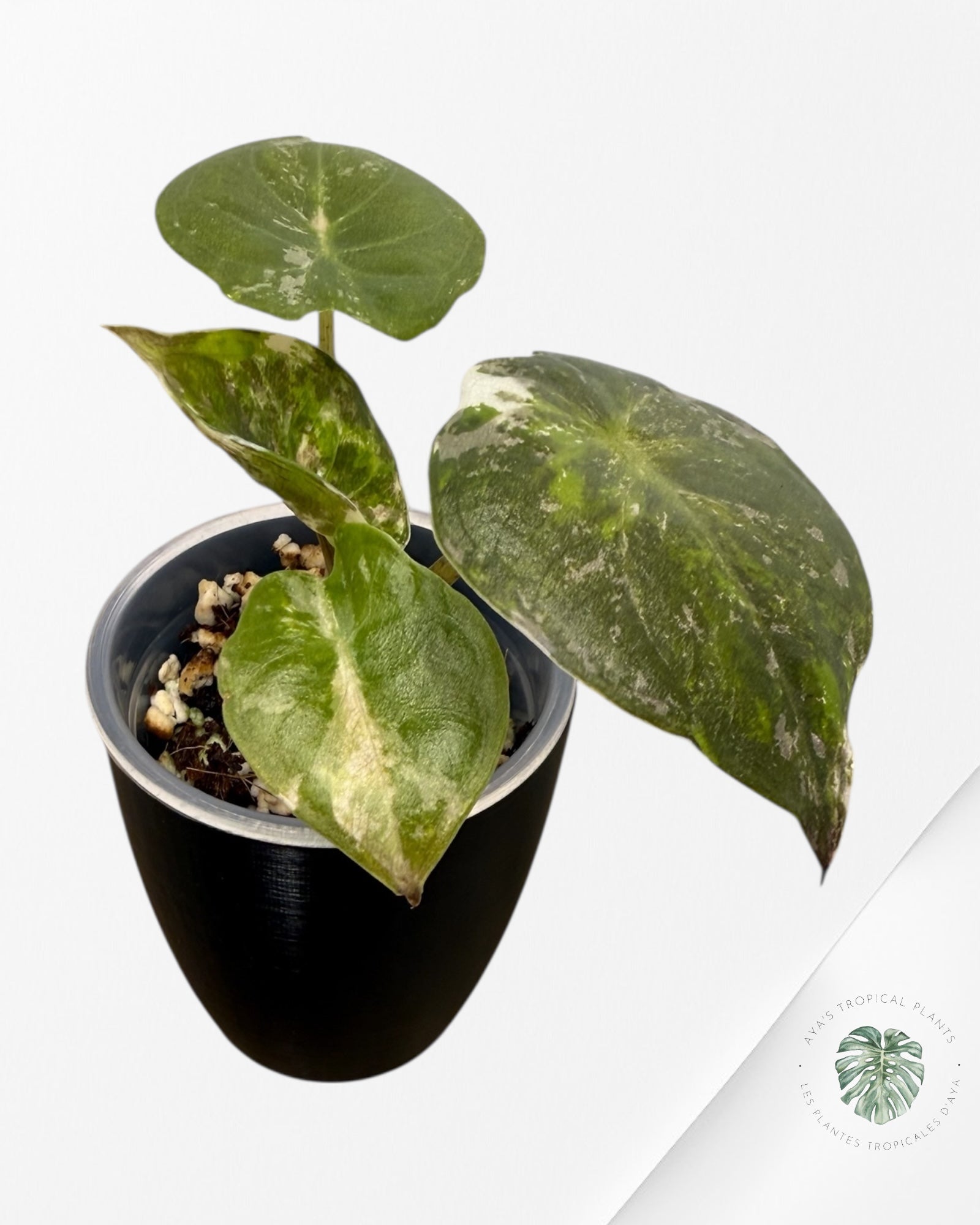 Alocasia Wentii Albo rose panaché