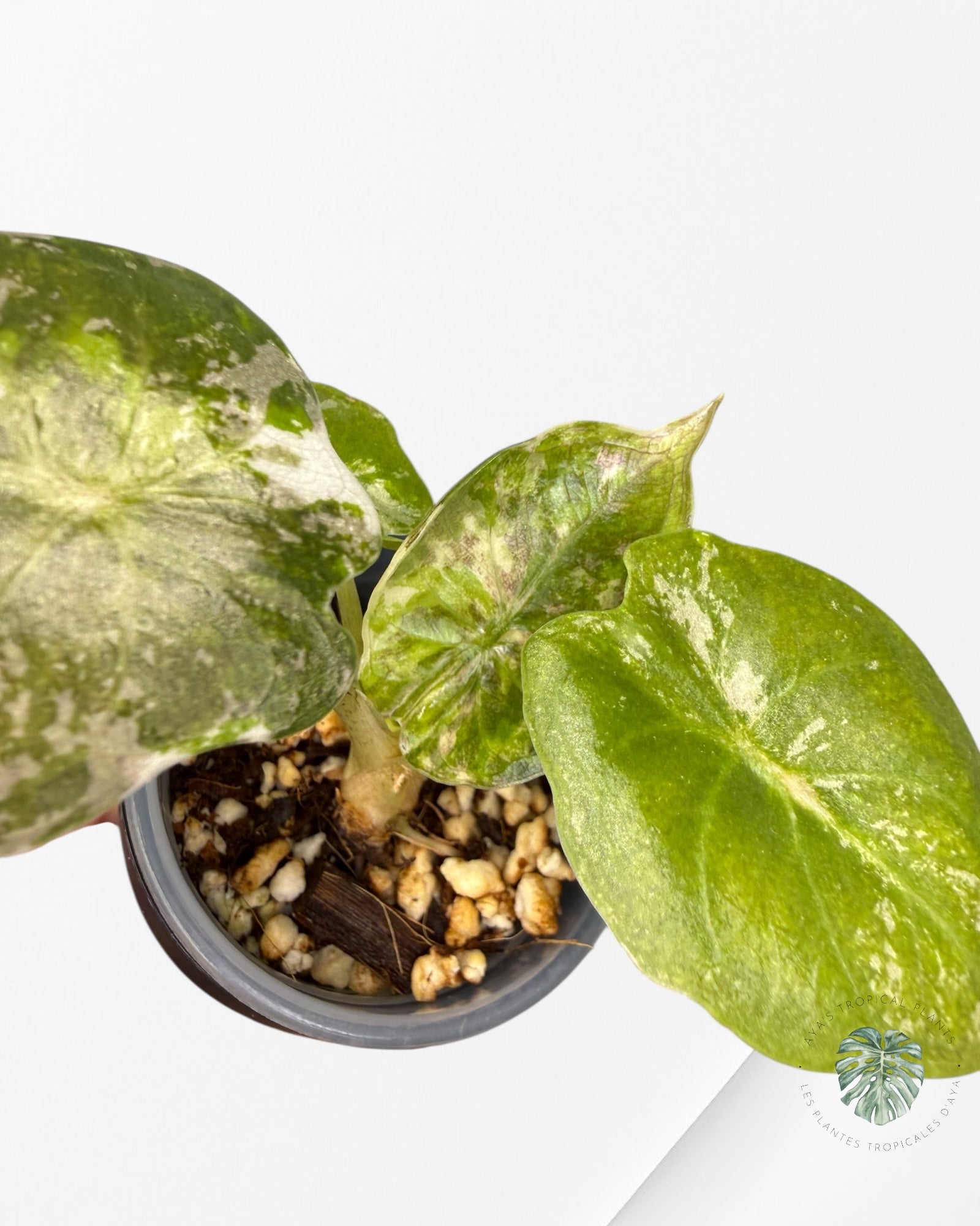 Alocasia Wentii Albo rose panaché