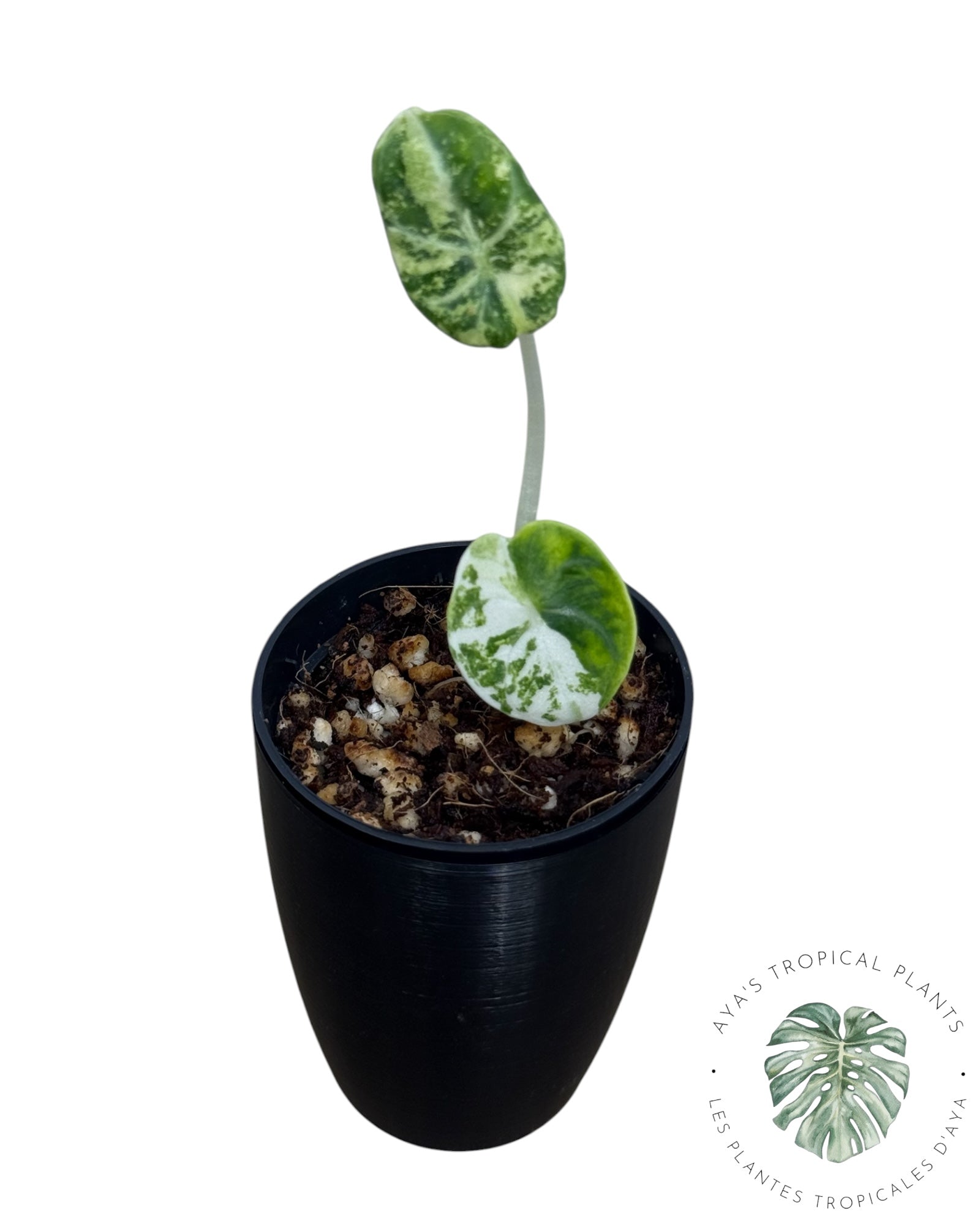 Alocasia Ninja Albo Variegated