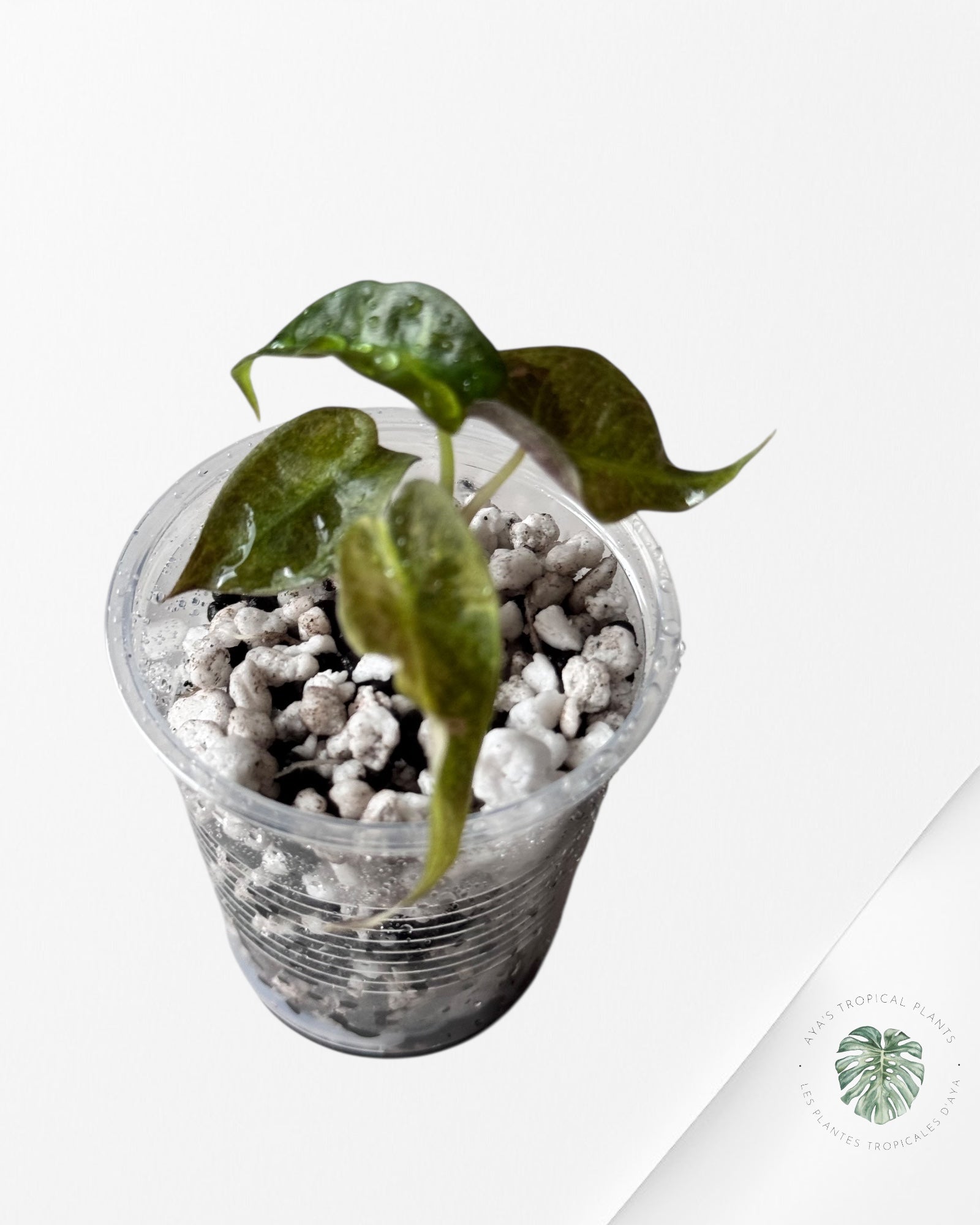 Alocasia Polly Aurea Variegated - LU4