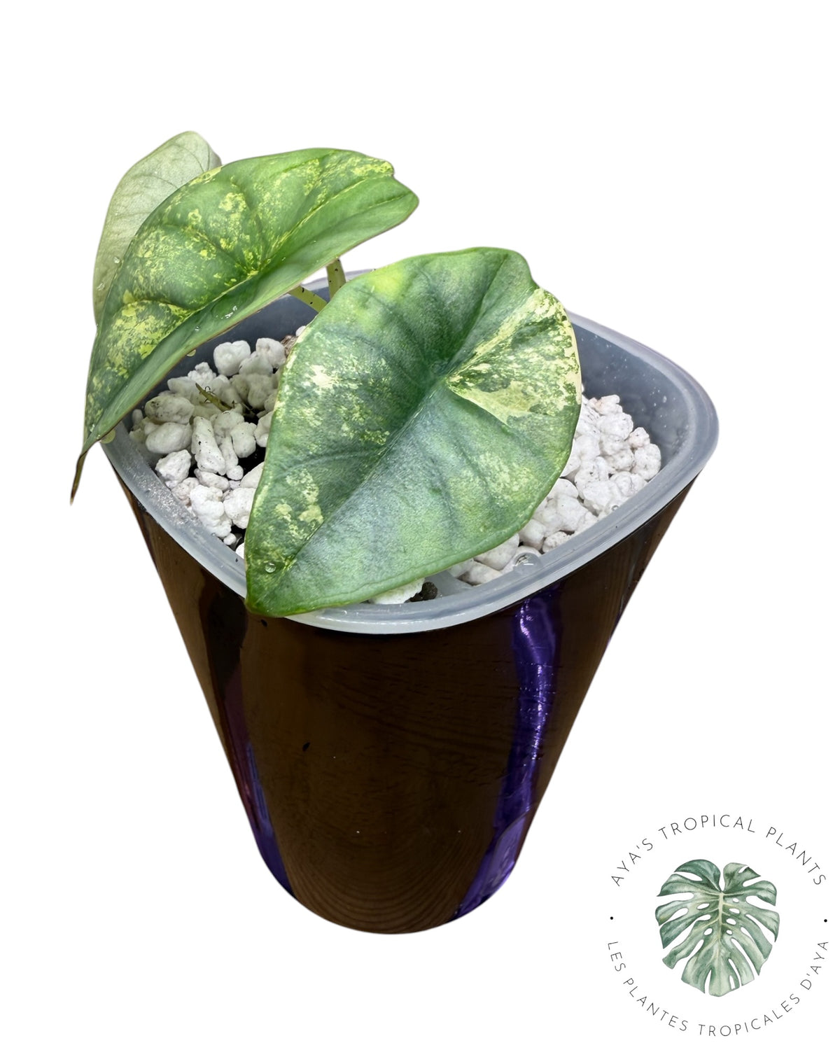 Alocasia Nebula Aurea Variégata