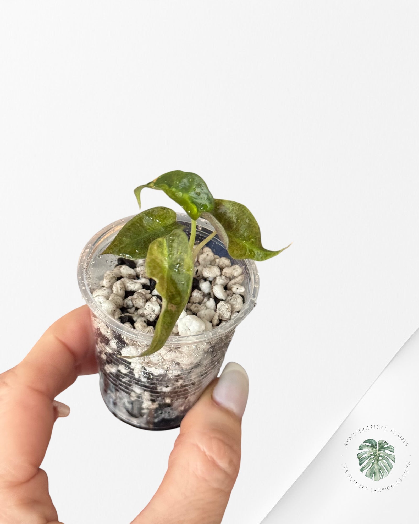Alocasia Polly Aurea Variegated - LU4