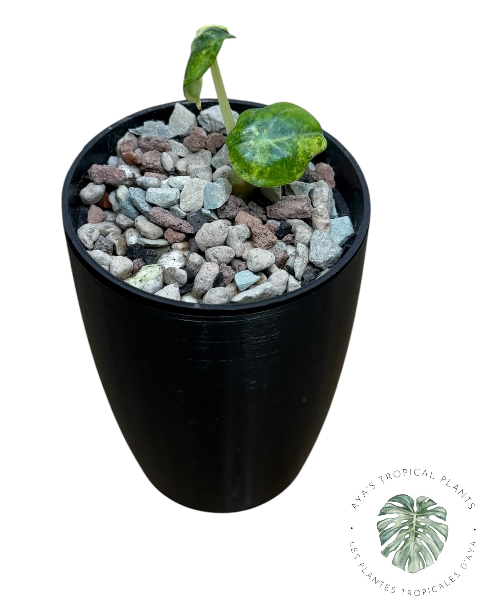 Alocasia Ninja Aurea