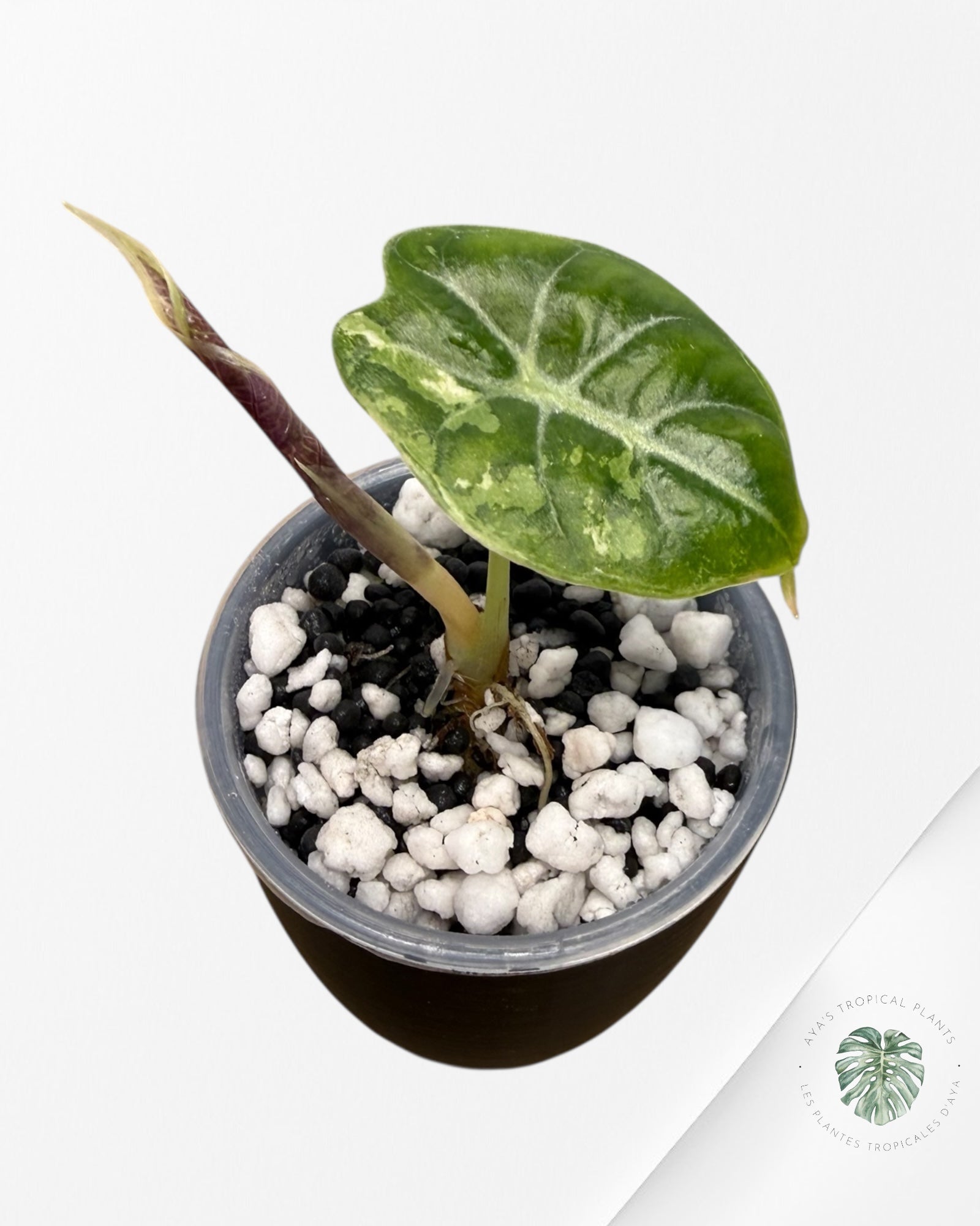 Alocasia Watsoniana Doff. Pink Variegated