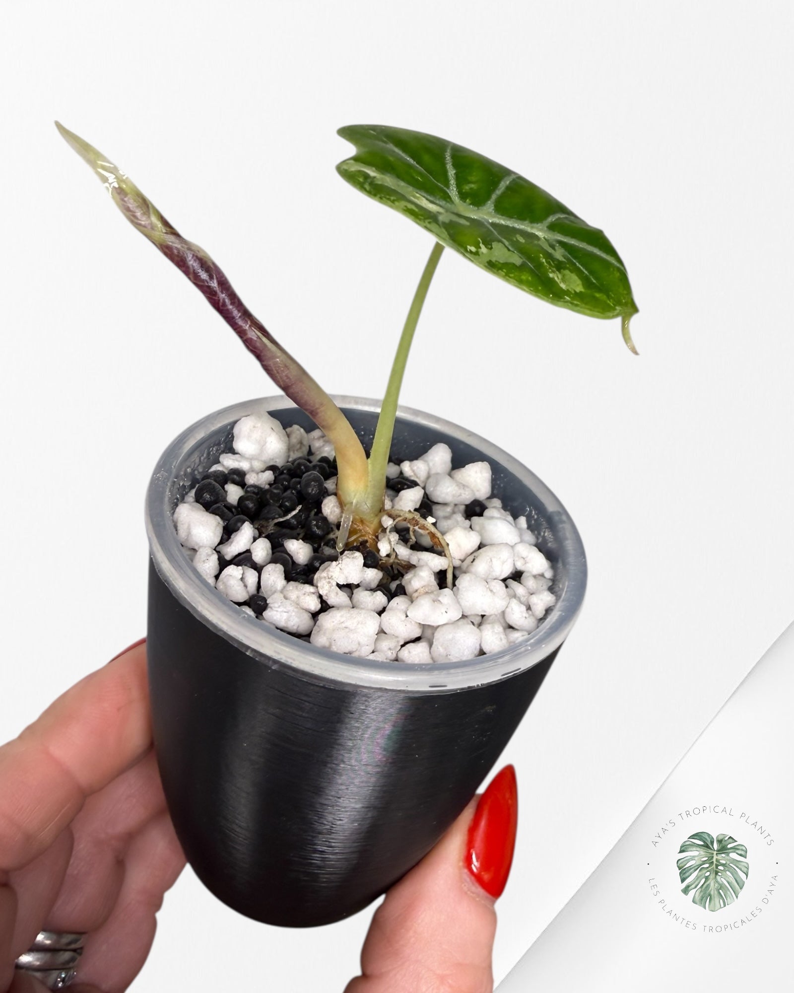 Alocasia Watsoniana Doff. Pink Variegated