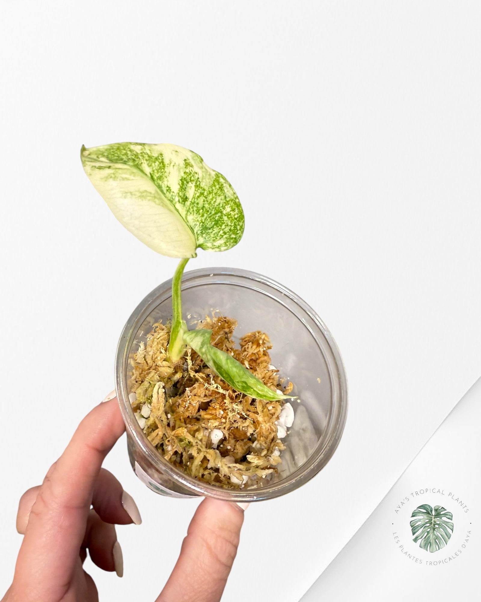 Monstera Thai Constellation Creme Brûlée (Grade A) - TC18