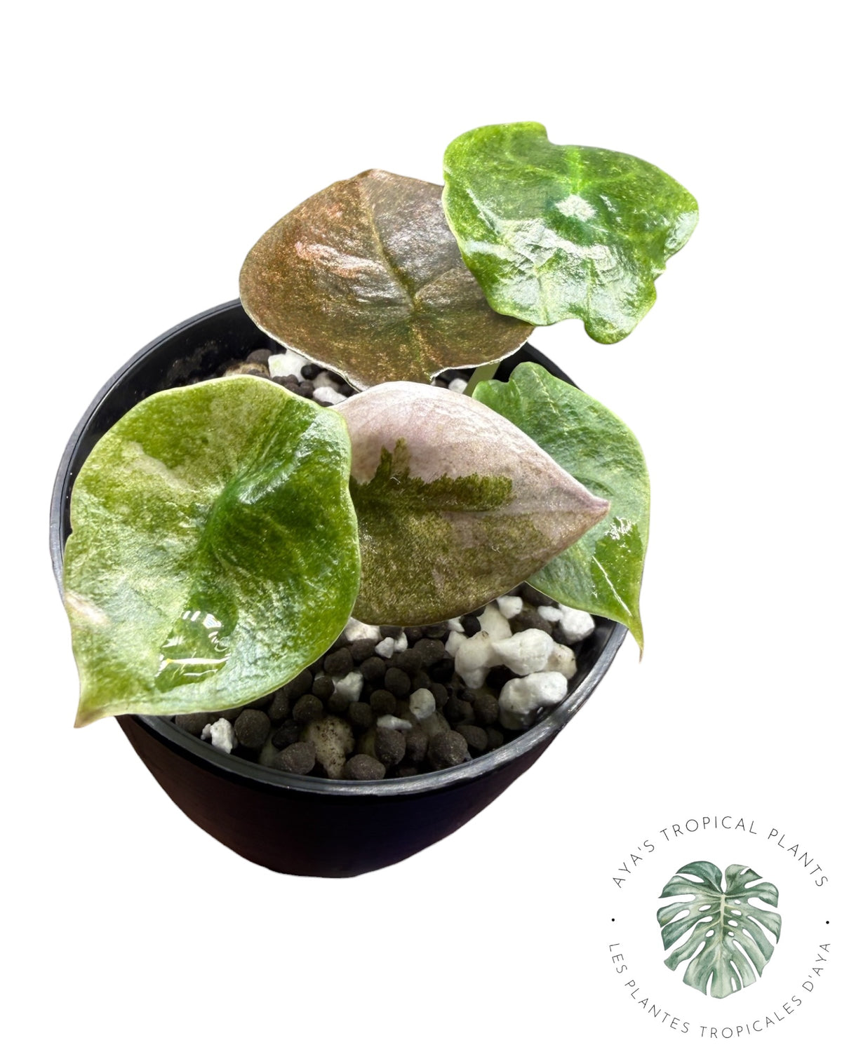 Alocasia Cuprea Pink Mint Variegated