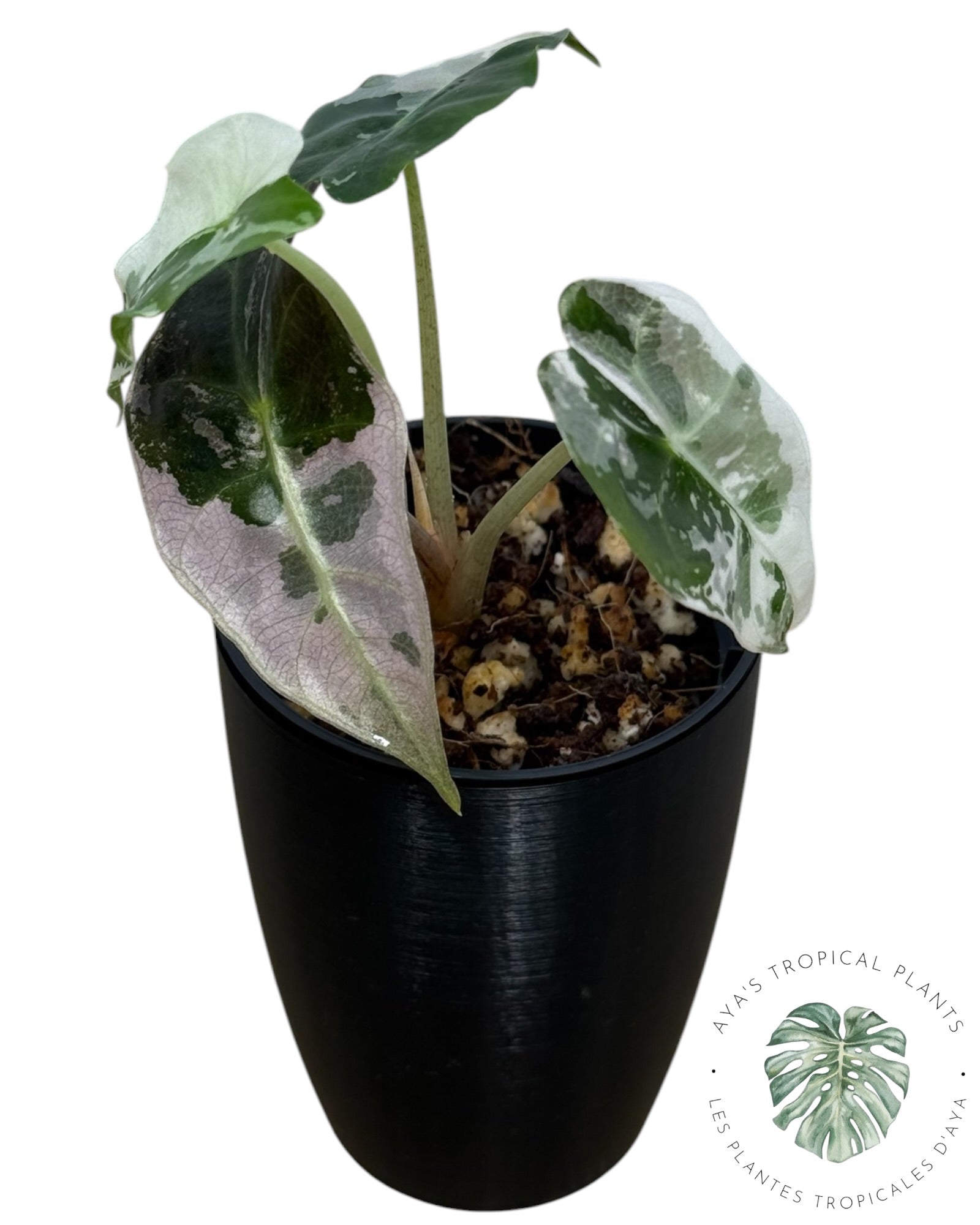 Alocasia Polly Pink Snowflake